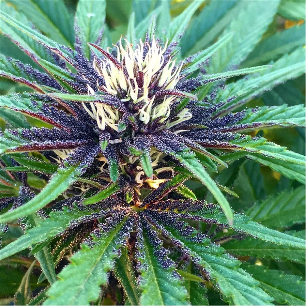 Violeta marijuana strain flower with violet and blueberry flavor and energetic / uplifted effects - Rare Harvest hybrid