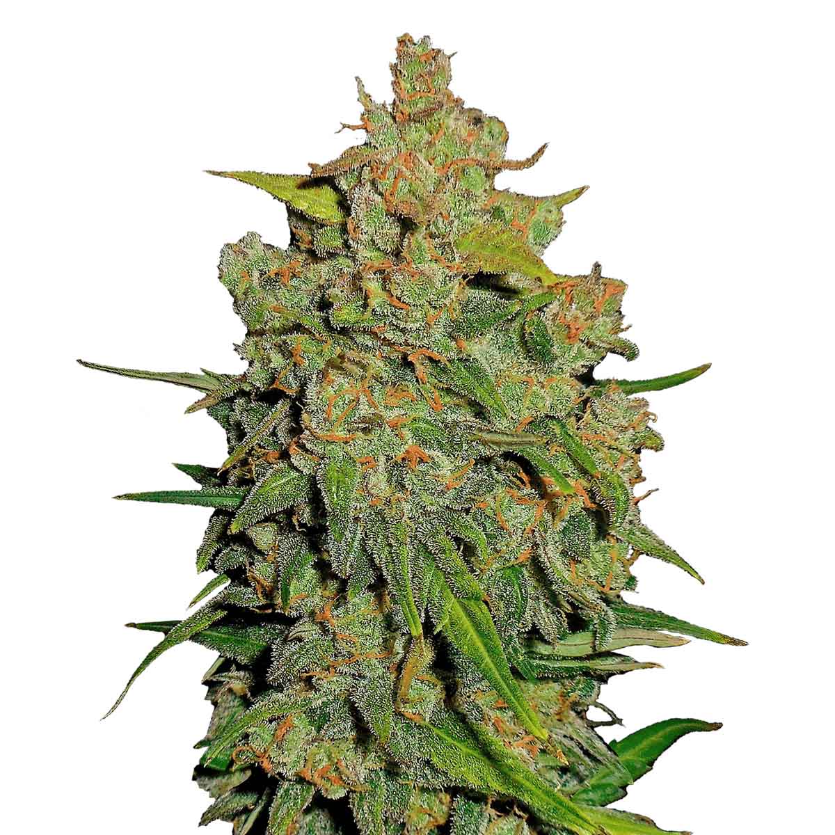 Lemon AK Auto marijuana strain flower with diesel and citrus flavor and energetic / uplifted effects - Rare Harvest hybrid