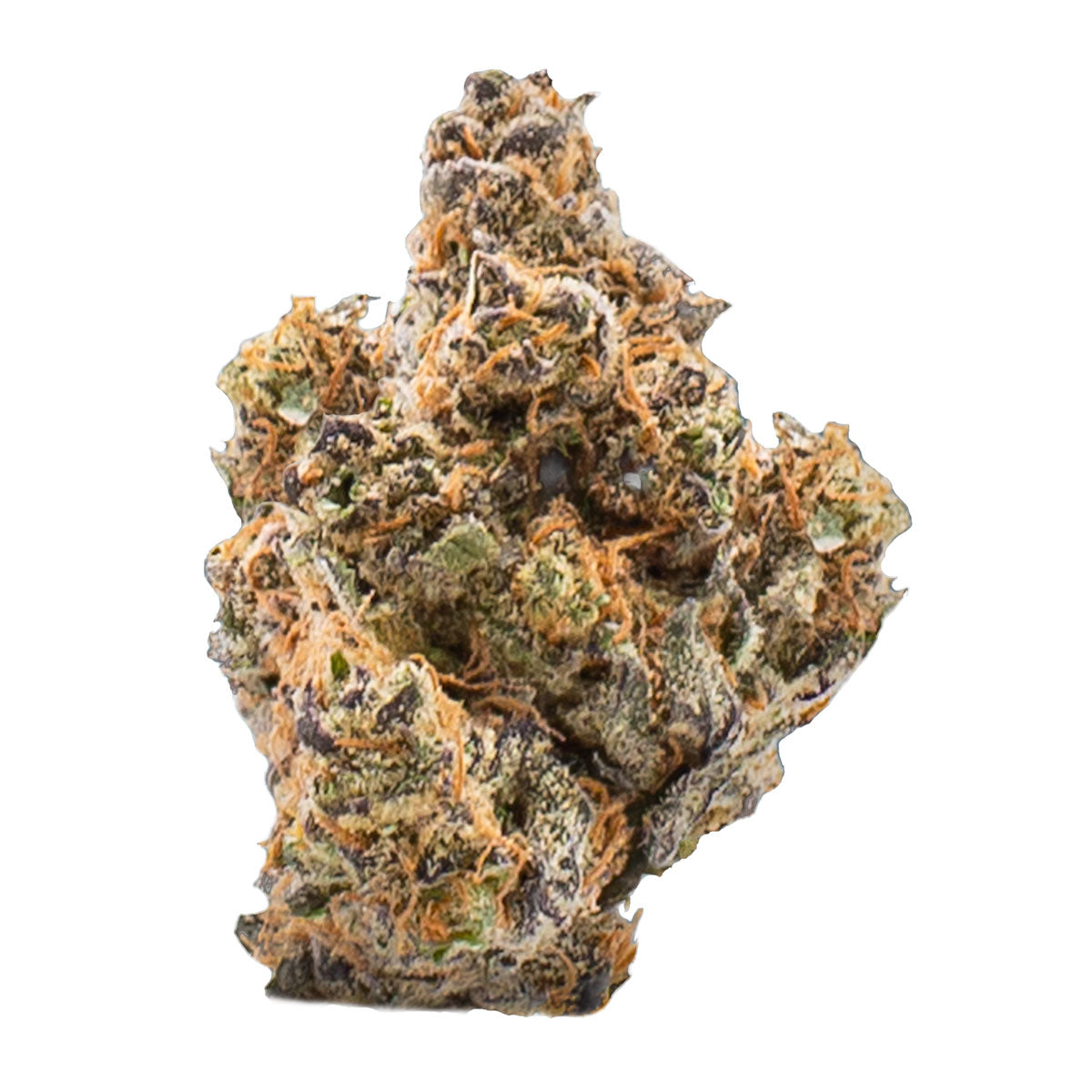 Caribbean Chocolate marijuana strain flower and creative / euphoric effects - Rare Harvest hybrid
