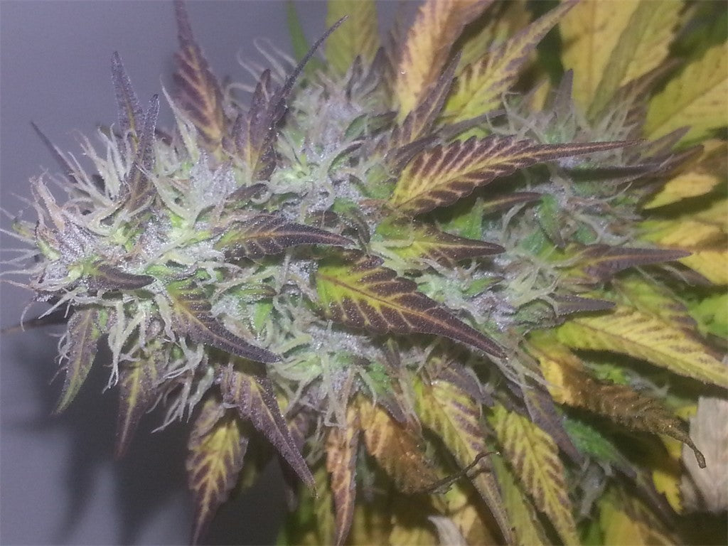 Waipi'o Hapa marijuana strain flower with strawberry and lime flavor and energetic / creative effects - Rare Harvest sativa