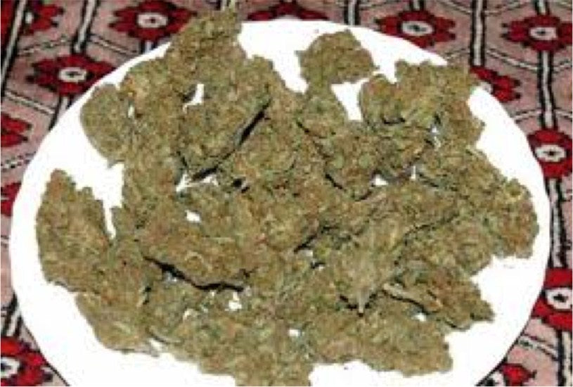 Walrus Kush marijuana strain flower and energetic / creative effects - Rare Harvest hybrid