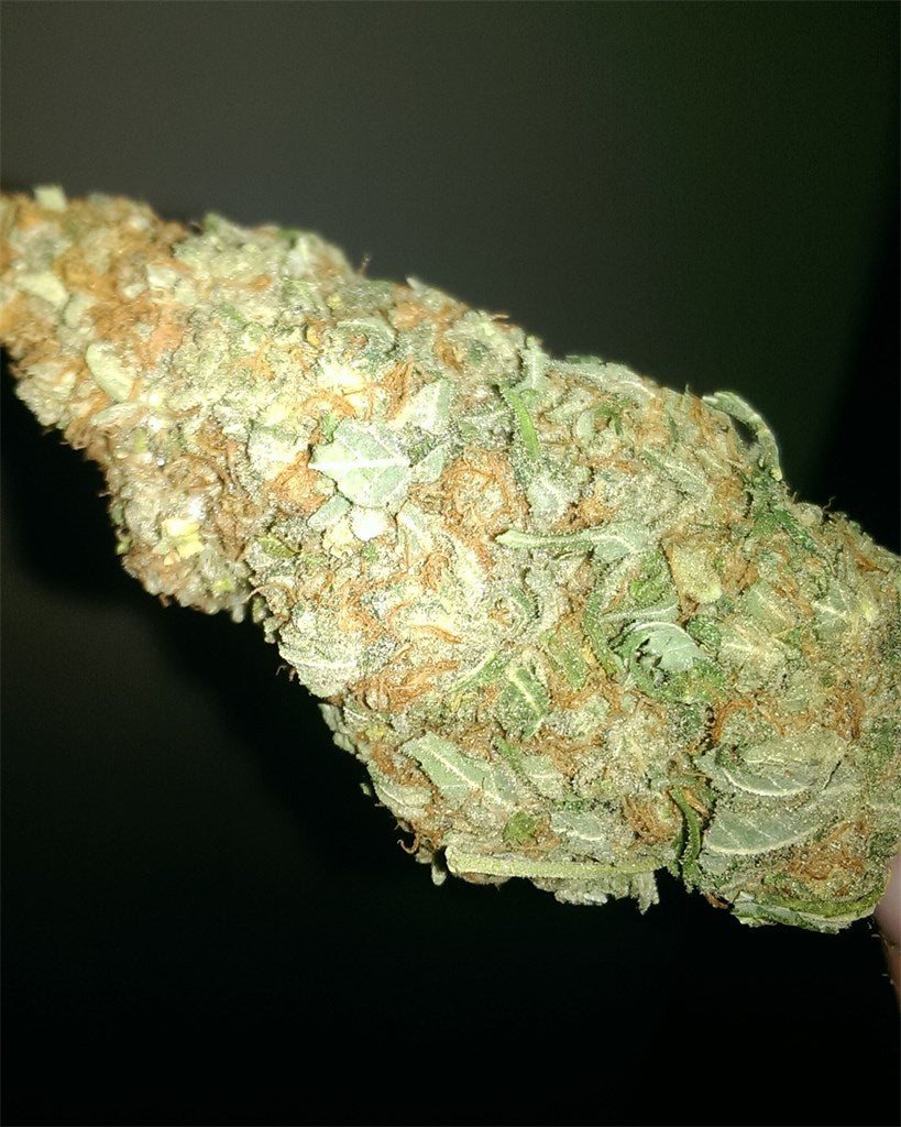 Wappa marijuana strain flower with tea and tree fruit flavor and relaxed / sleepy effects - Rare Harvest hybrid