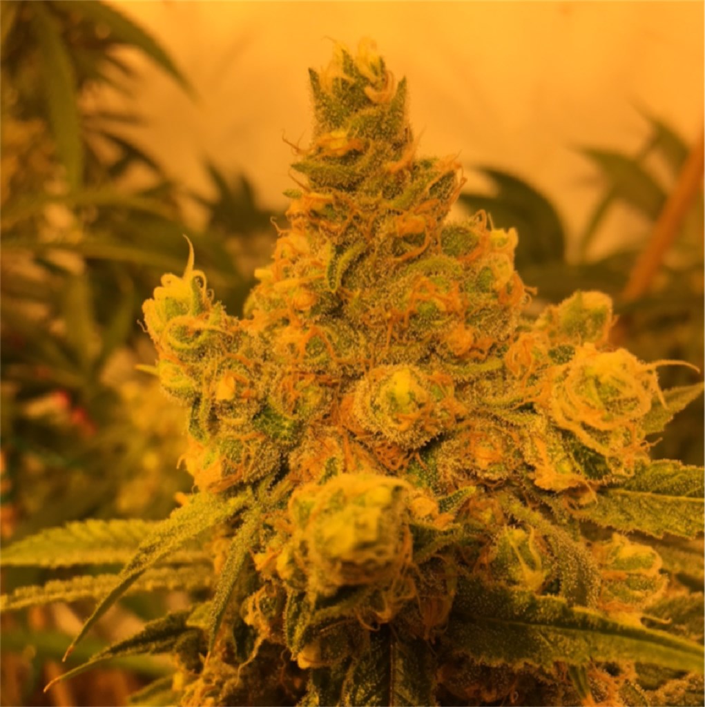 Watermelon marijuana strain flower with sweet and tropical flavor and sleepy / relaxed effects - Rare Harvest indica