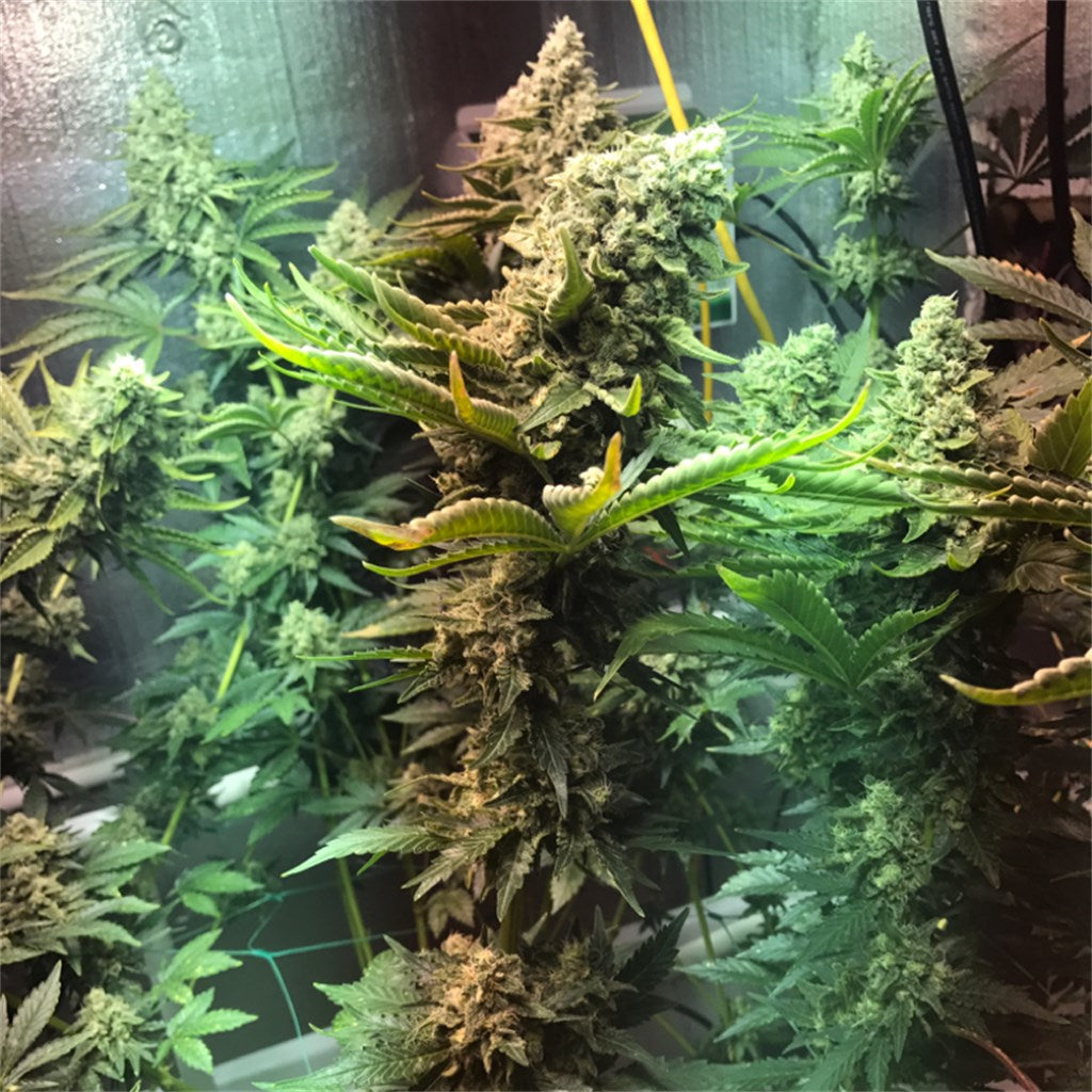 Wembley marijuana strain flower with pineapple and strawberry flavor and energetic / creative effects - Rare Harvest indica