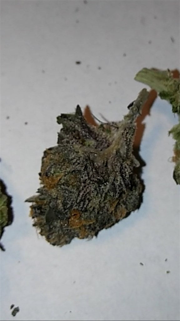 Whitaker Blues marijuana strain flower with cheese and apple flavor and happy / sleepy effects - Rare Harvest indica