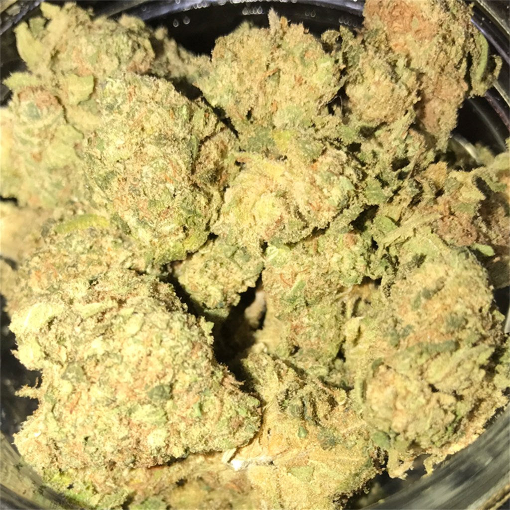 White 99 marijuana strain flower with citrus and pine flavor and uplifted / focused effects - Rare Harvest hybrid