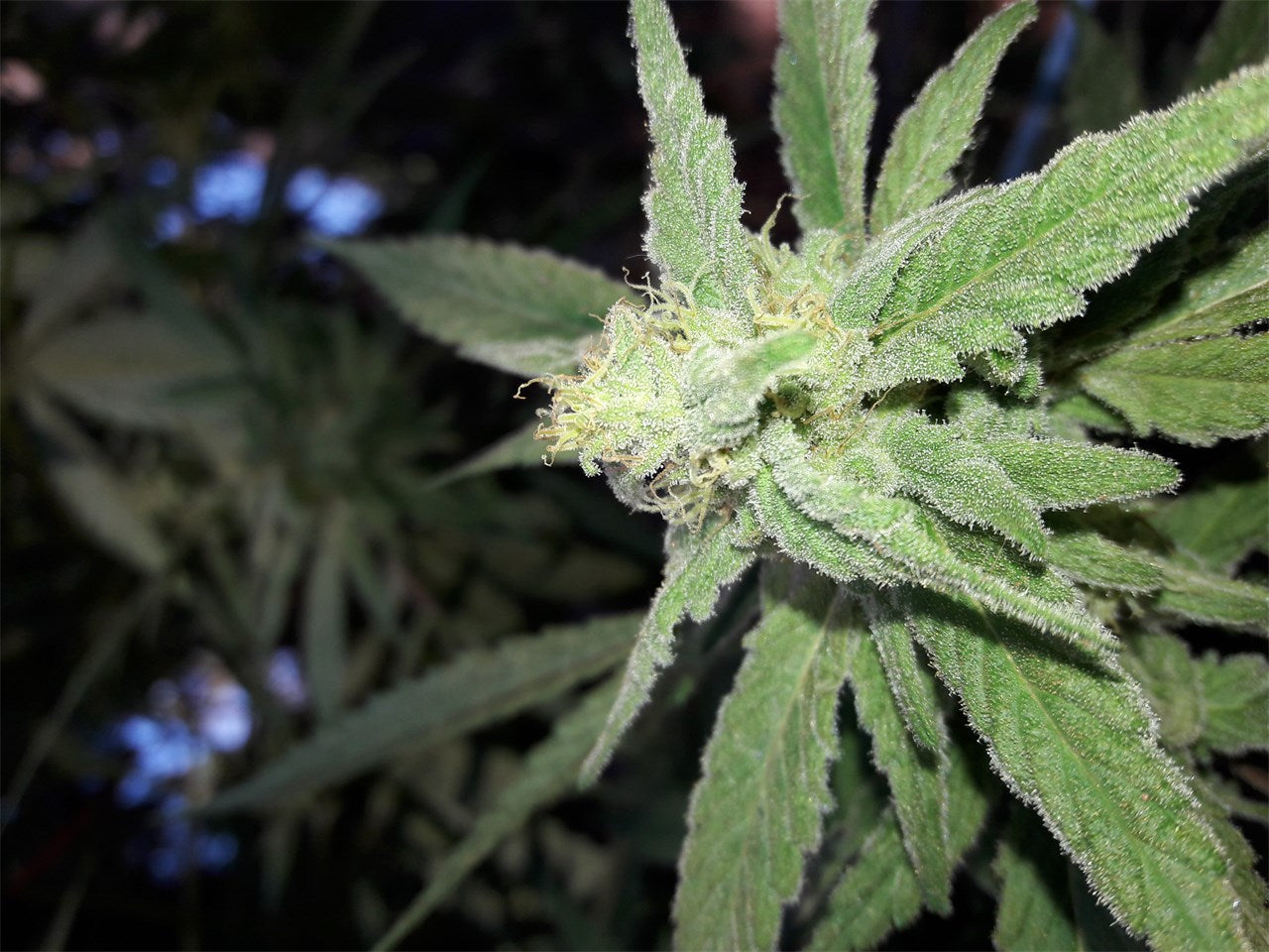 White Berry marijuana strain flower with berry and sweet flavor and euphoric / creative effects - Rare Harvest indica