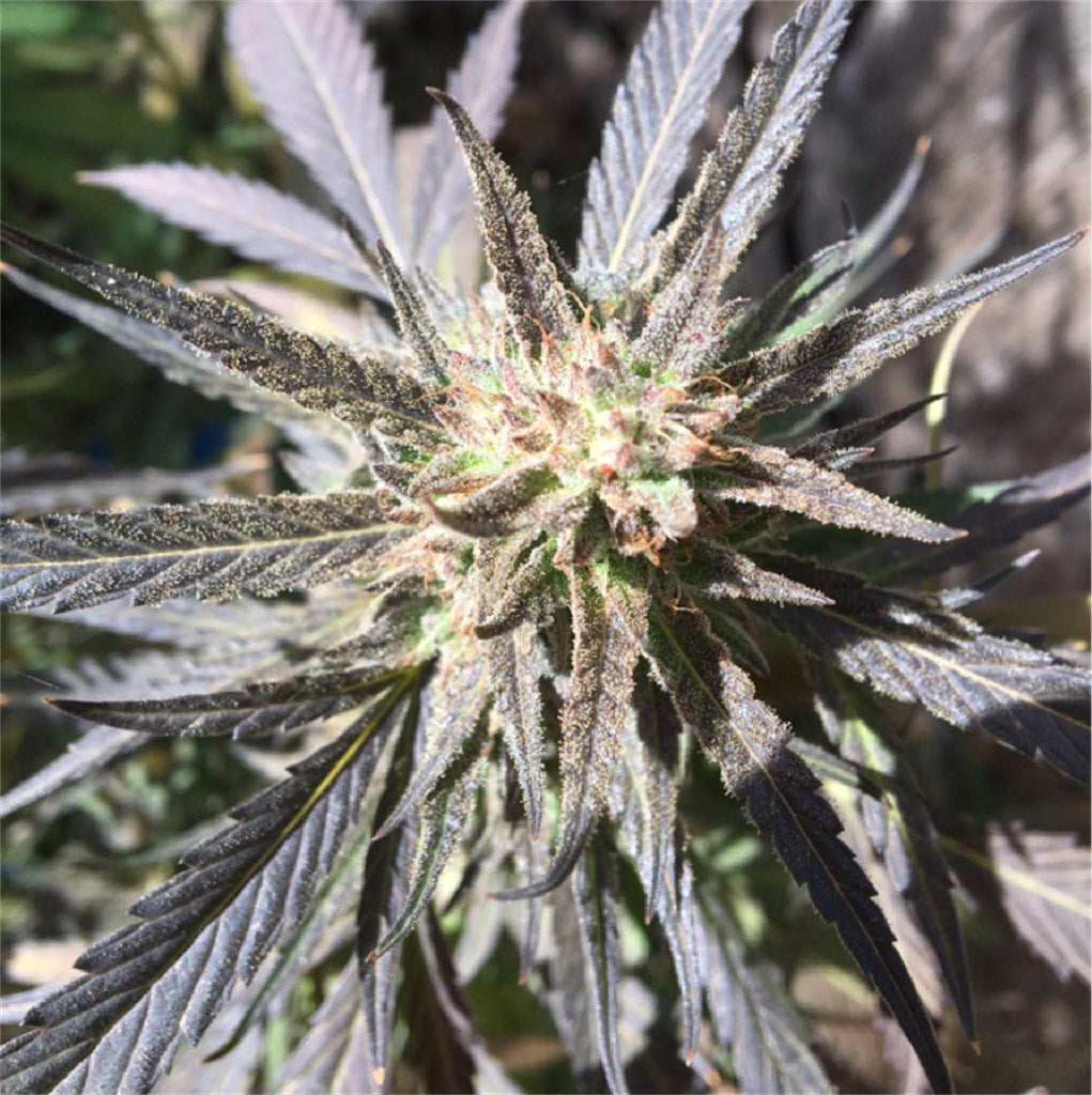 White Buffalo marijuana strain flower with pepper and flowery flavor and focused / energetic effects - Rare Harvest sativa