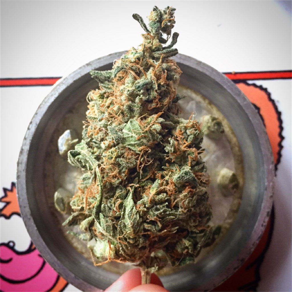 White Cookies marijuana strain flower with butter and sweet flavor and relaxed / sleepy effects - Rare Harvest hybrid