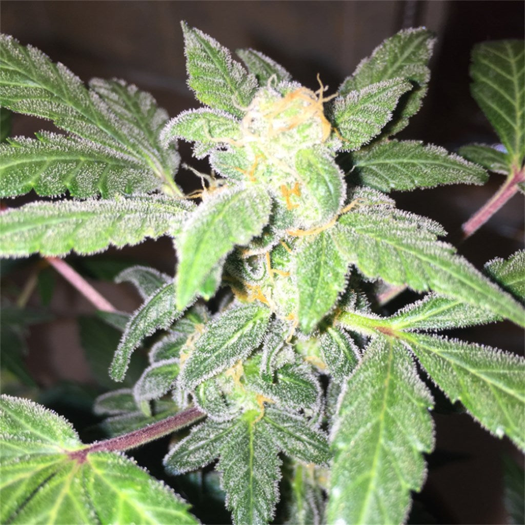 White Diesel marijuana strain flower with diesel and grapefruit flavor and focused / creative effects - Rare Harvest hybrid