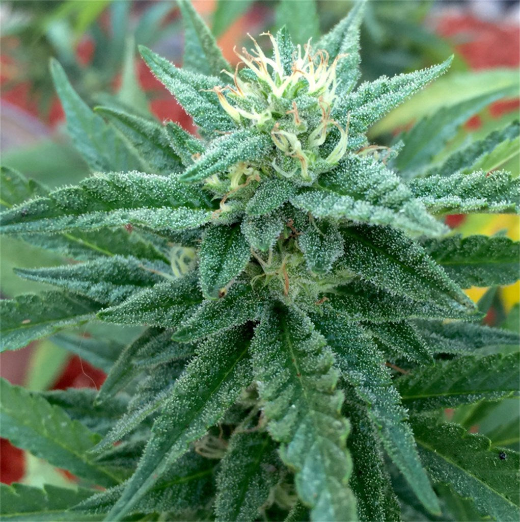 White Elephant marijuana strain flower with grape and berry flavor and relaxed / happy effects - Rare Harvest hybrid