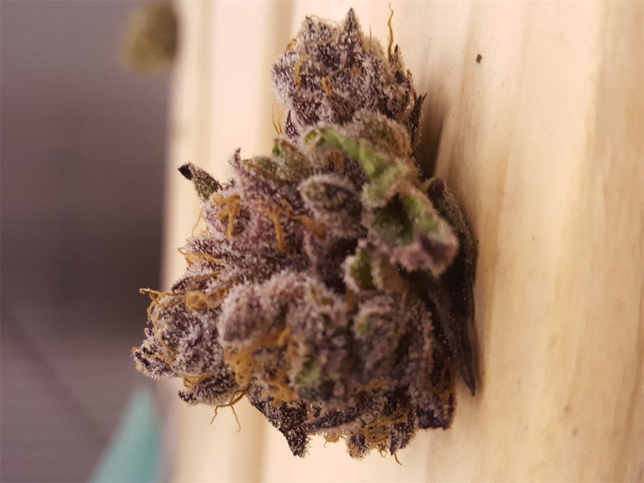White Empress marijuana strain flower with sweet and earthy flavor and energetic / uplifted effects - Rare Harvest indica