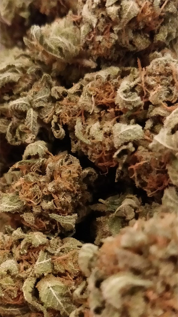 White Gold marijuana strain flower with earthy and honey flavor and focused / relaxed effects - Rare Harvest hybrid