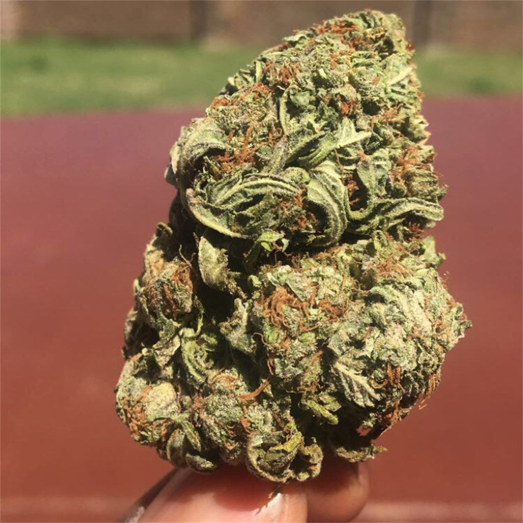 White Gorilla marijuana strain flower with violet and pungent flavor and relaxed / euphoric effects - Rare Harvest hybrid