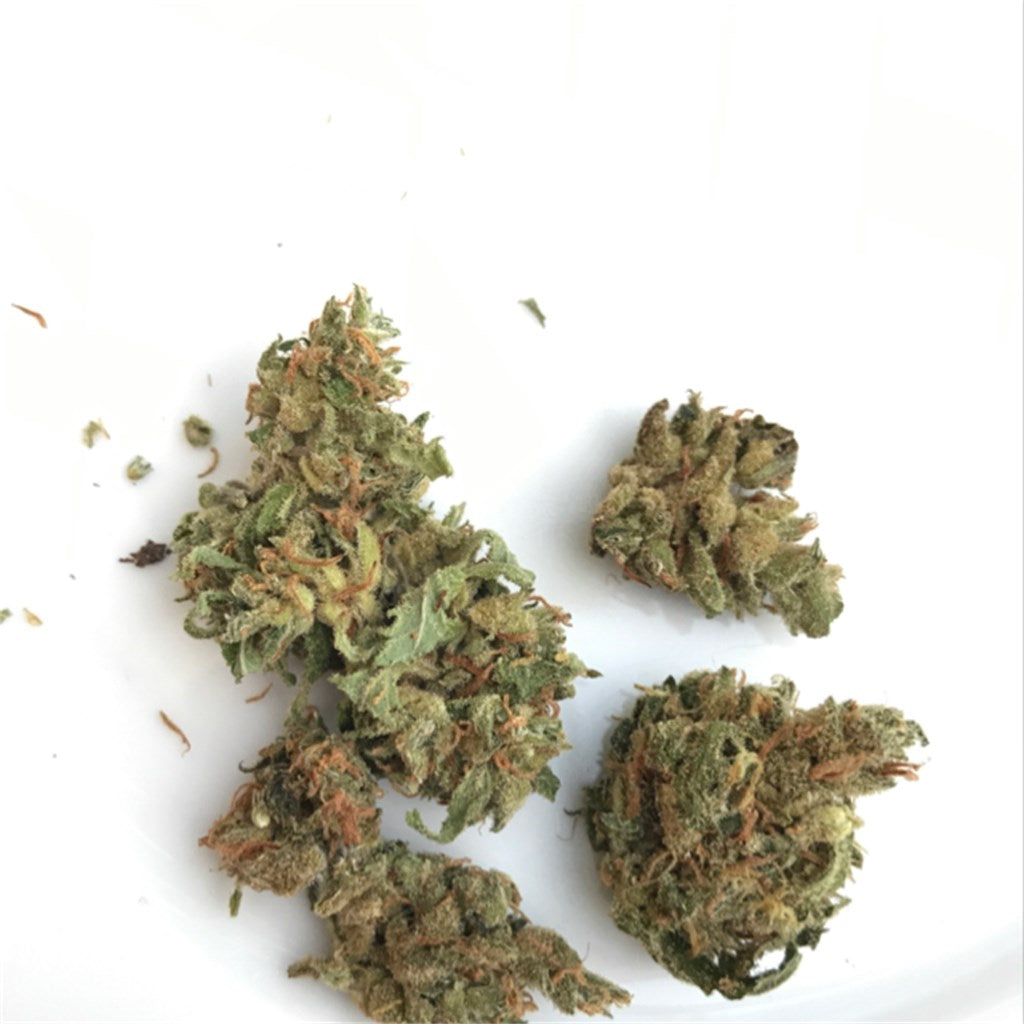 White Haze marijuana strain flower with pine and lemon flavor and energetic / creative effects - Rare Harvest sativa