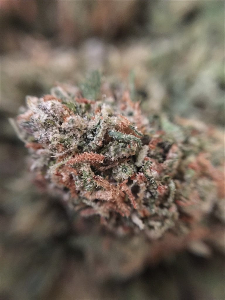 White Knight marijuana strain flower with earthy and sweet flavor and focused / uplifted effects - Rare Harvest hybrid