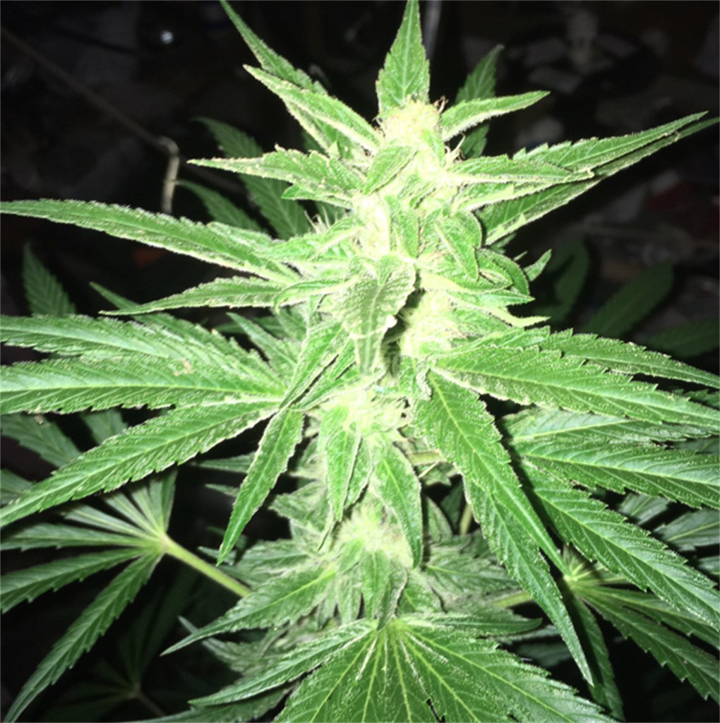 White Nightmare marijuana strain flower with earthy and berry flavor and aroused / euphoric effects - Rare Harvest sativa