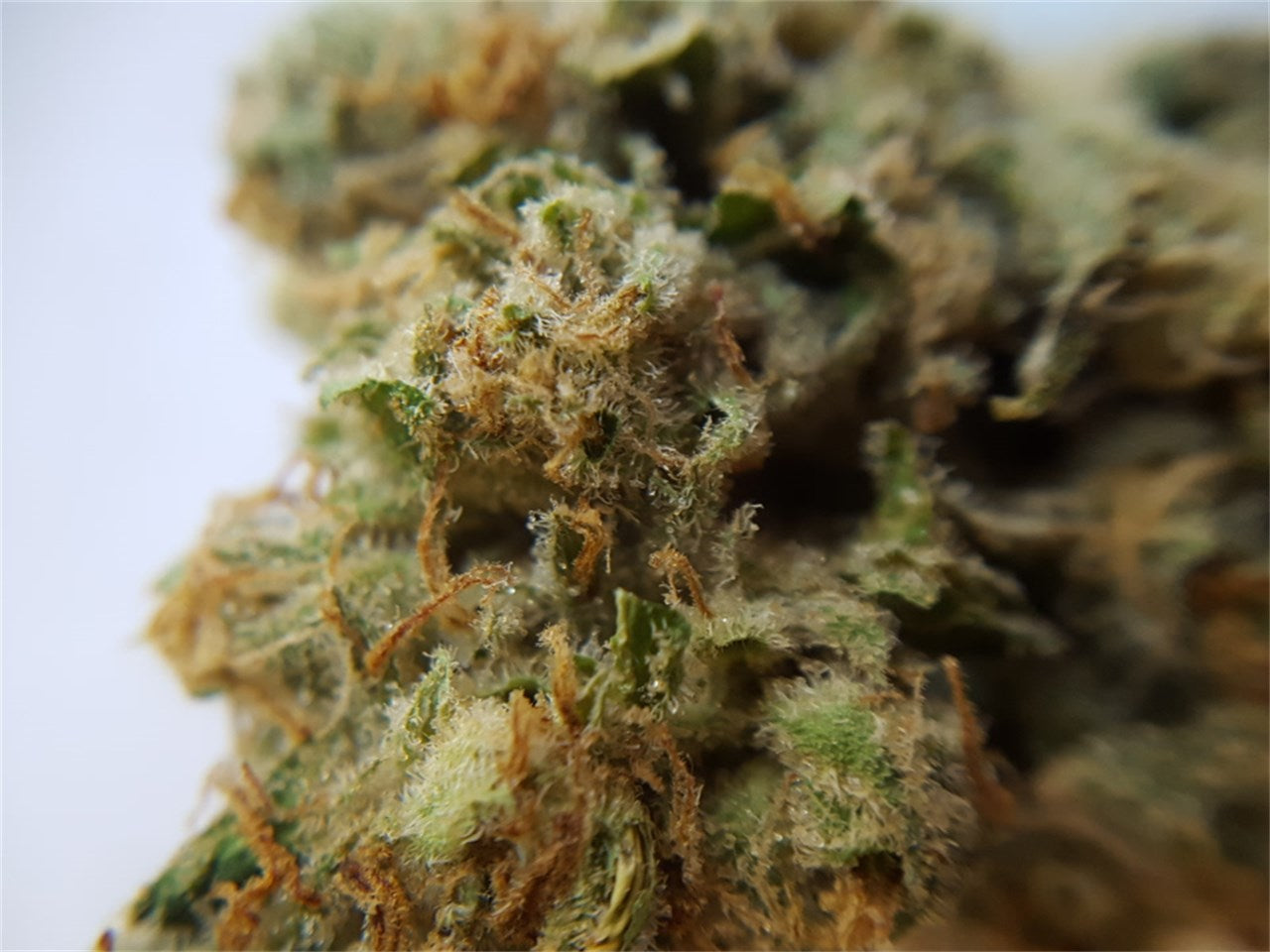 White Sangria marijuana strain flower with blueberry and woody flavor and energetic / uplifted effects - Rare Harvest hybrid