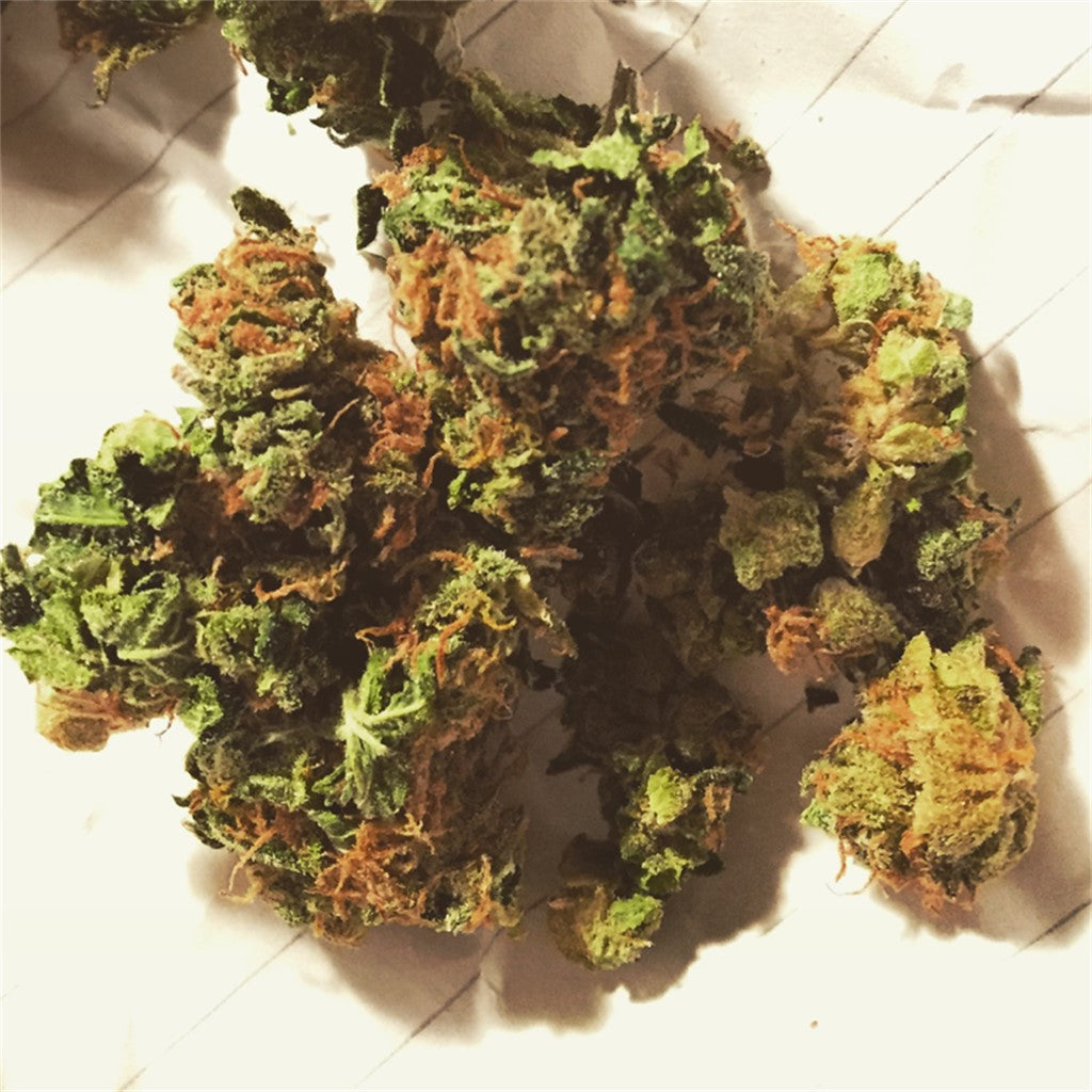 White Walrus marijuana strain flower and energetic / creative effects - Rare Harvest hybrid