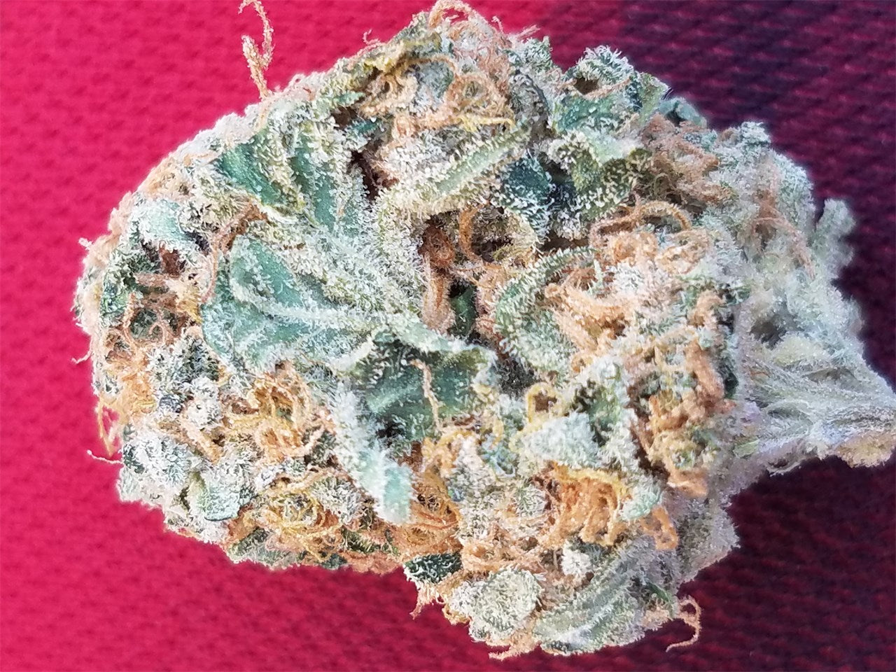 Wonder Woman marijuana strain flower with ammonia and peach flavor and energetic / focused effects - Rare Harvest hybrid