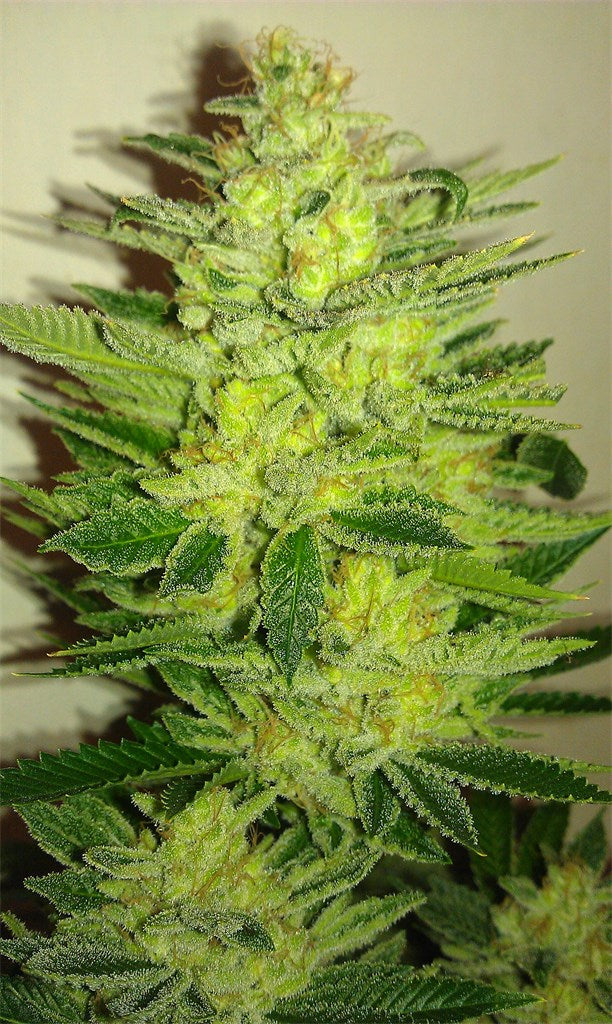 Woody OG marijuana strain flower with woody and sage flavor and sleepy / relaxed effects - Rare Harvest indica