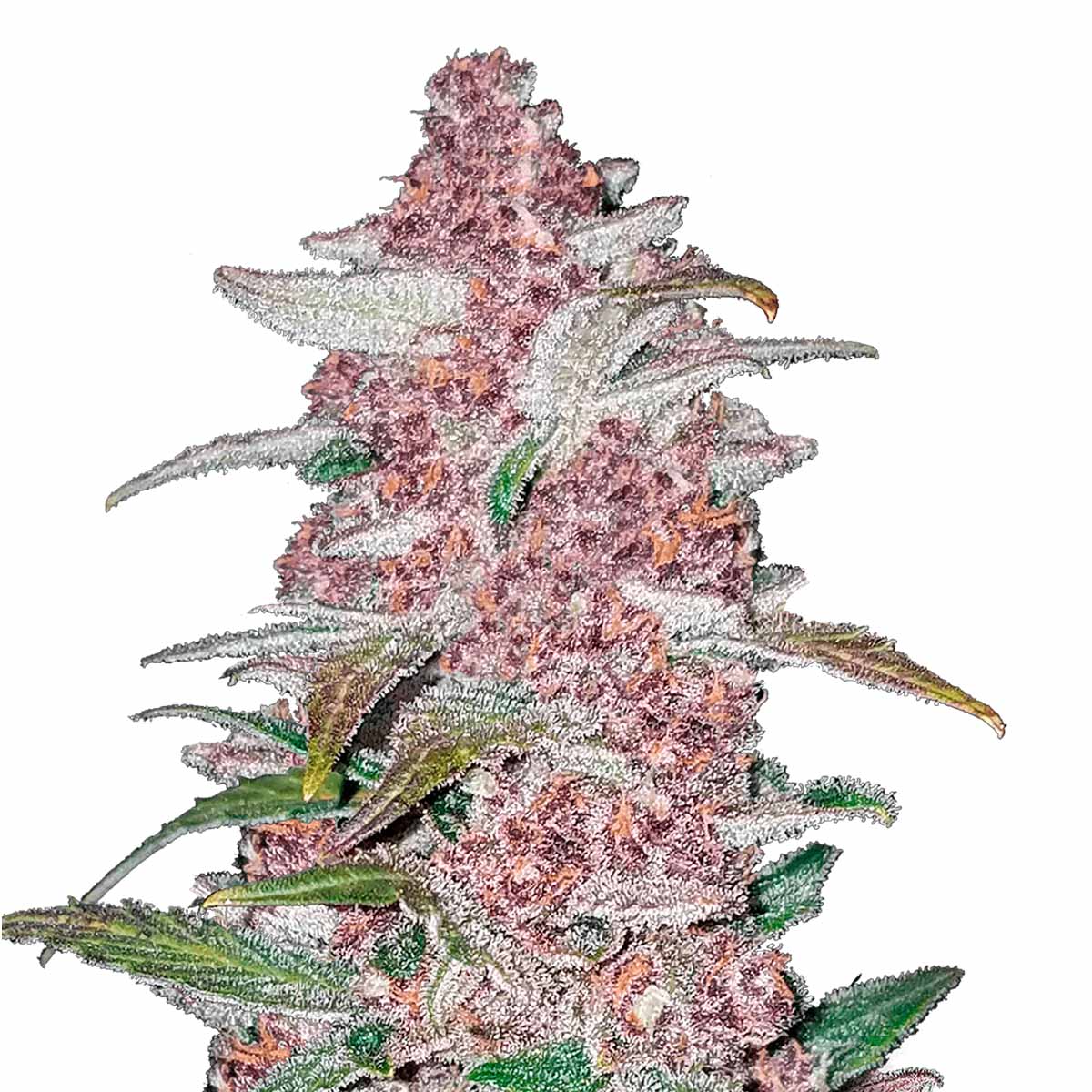 Blackberry Auto marijuana strain flower with blueberry and diesel flavor and happy / sleepy effects - Rare Harvest indica