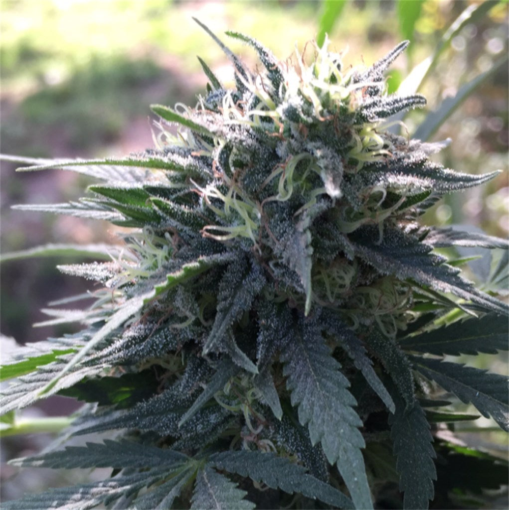 Y Griega marijuana strain flower with vanilla and citrus flavor and energetic / uplifted effects - Rare Harvest sativa