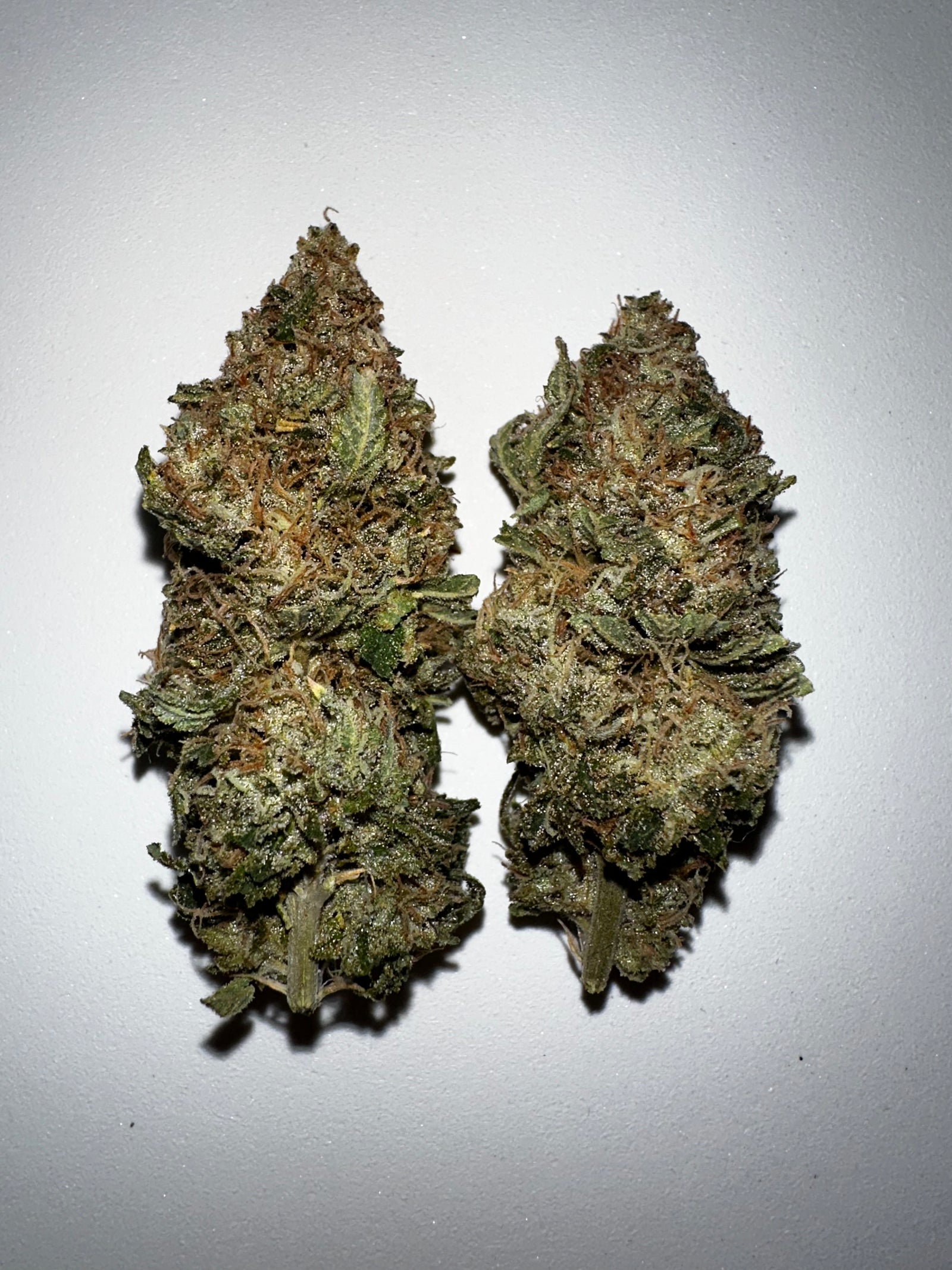 Taylor Ham and Cheese marijuana strain flower with cheese and earthy flavor and creative / energetic effects - Rare Harvest hybrid