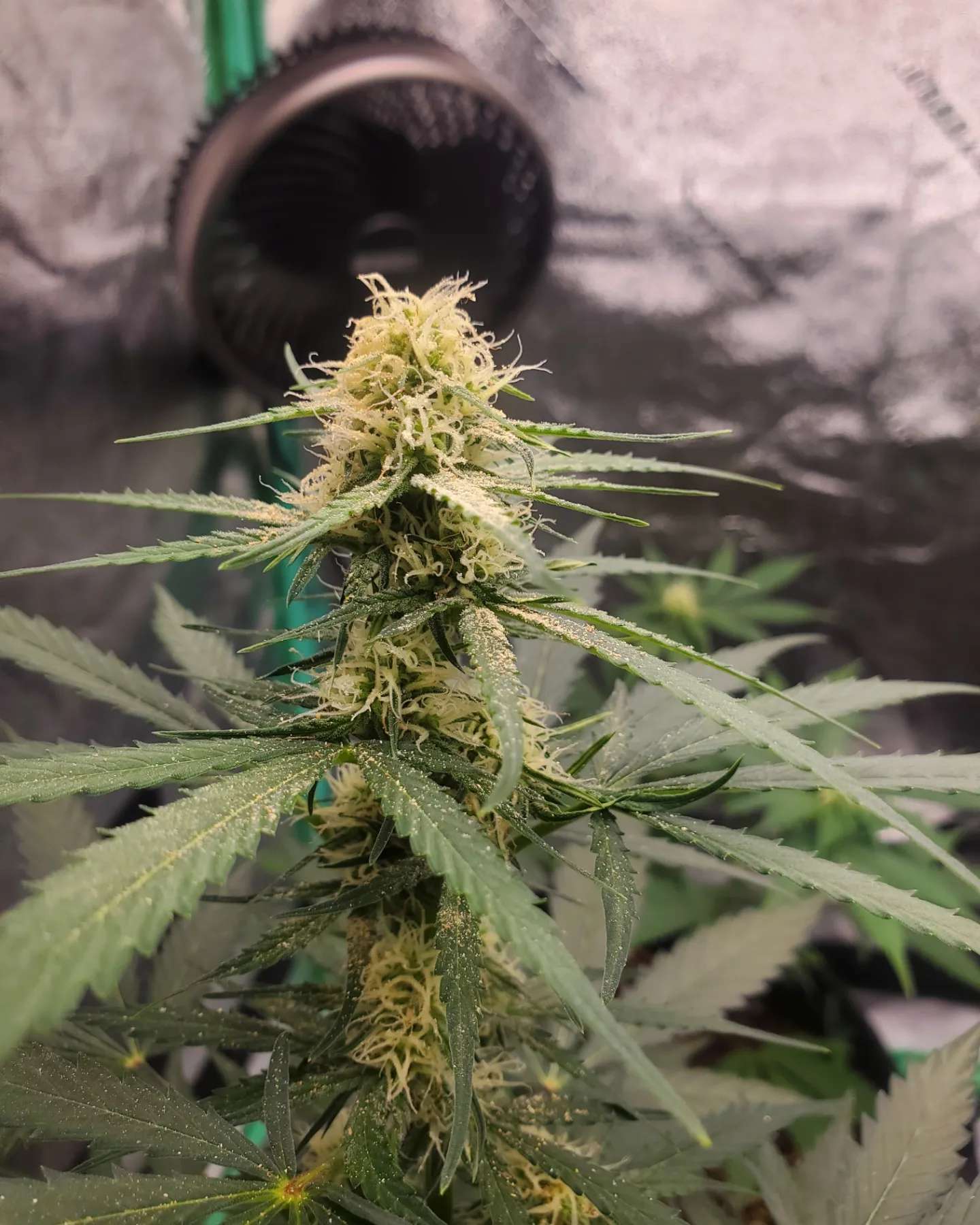 Green Glizzy marijuana strain flower with pungent and butter flavor and euphoric / talkative effects - Rare Harvest indica