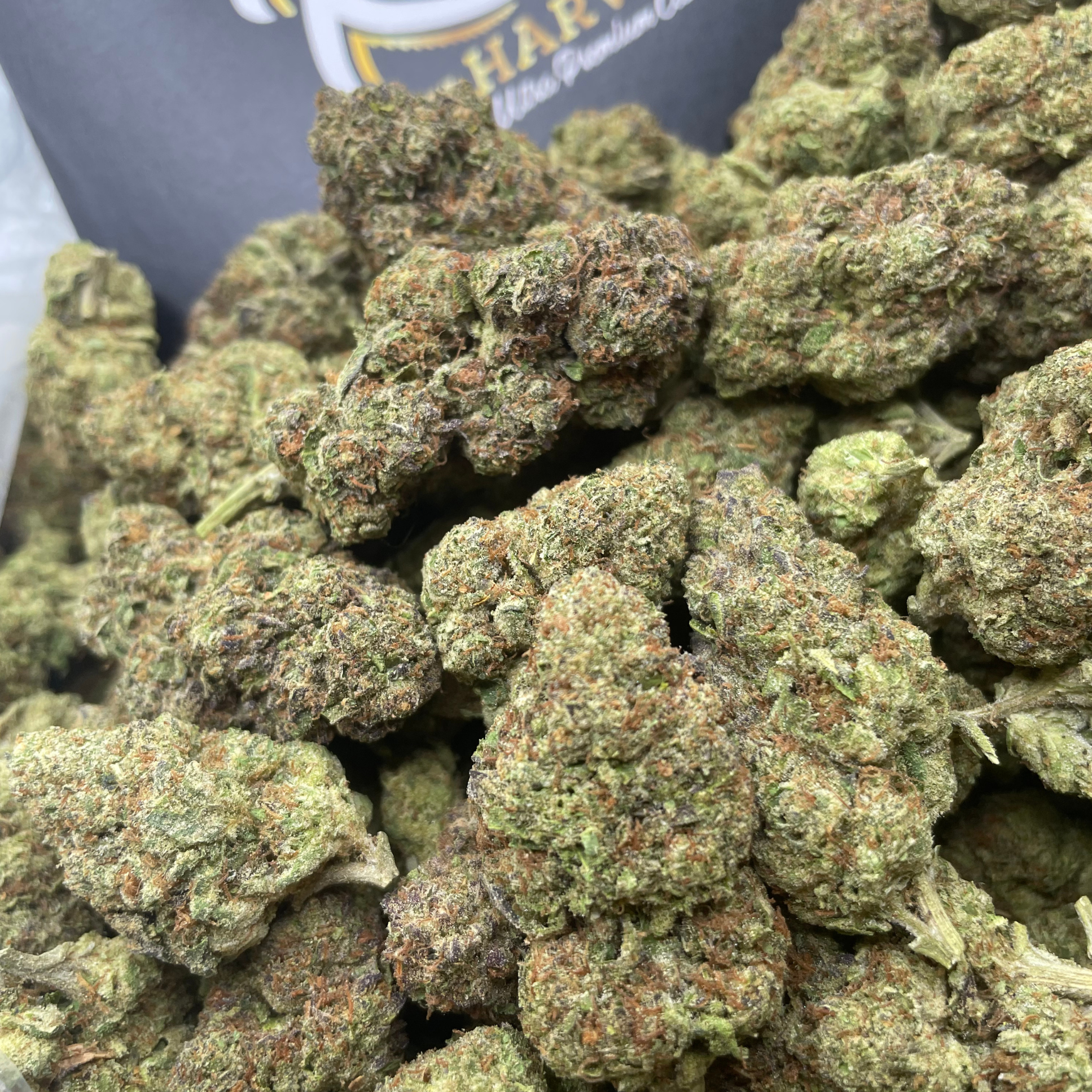 King Louis XIII