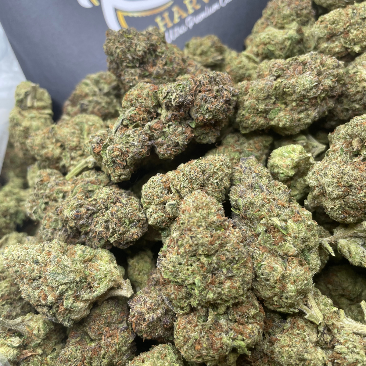 King Louis XIII