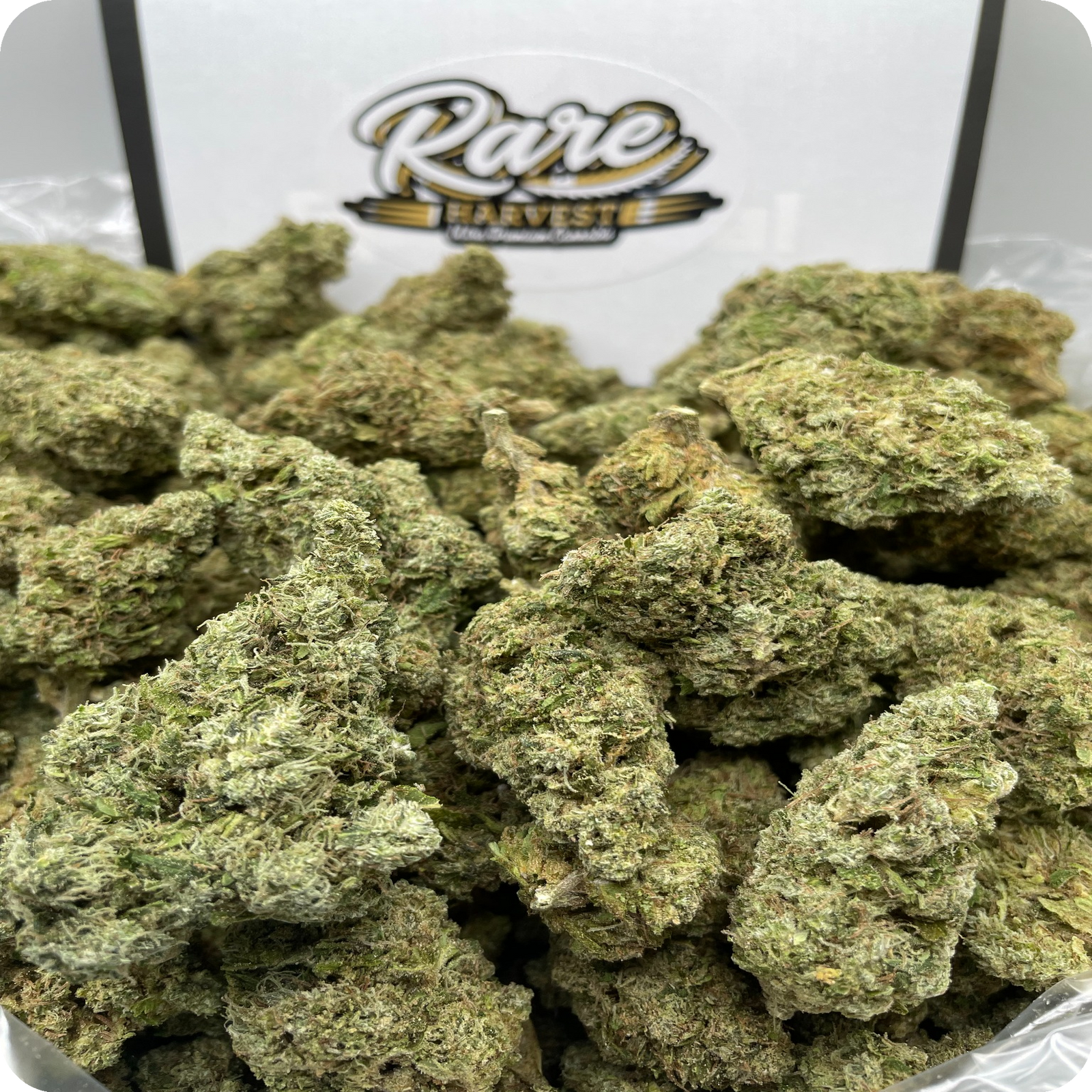 Acapulco Gold marijuana strain - sativa weed buds by Rare Harvest