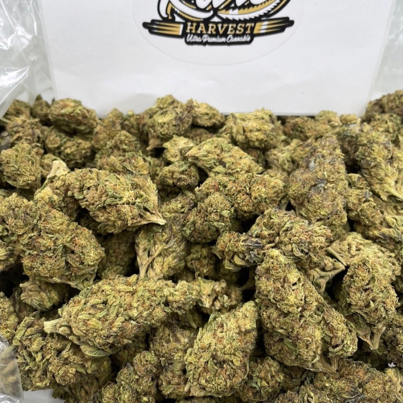 AK-47 marijuana strain - premium greenhouse sativa weed buds by Rare Harvest