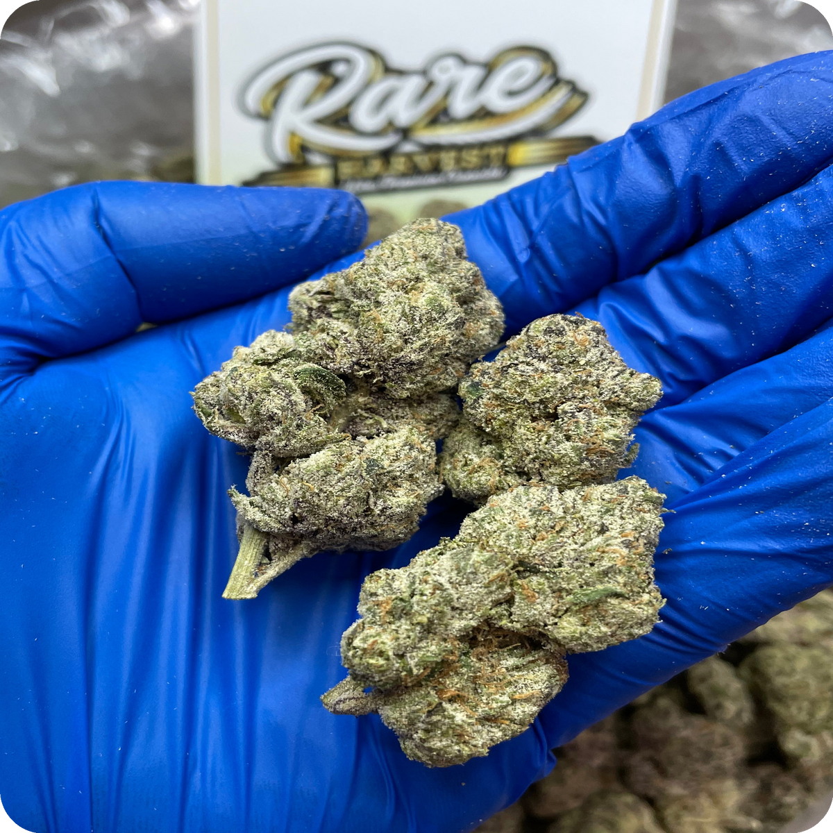 Banana Lemonade marijuana strain - exotic hybrid weed buds by Rare Harvest