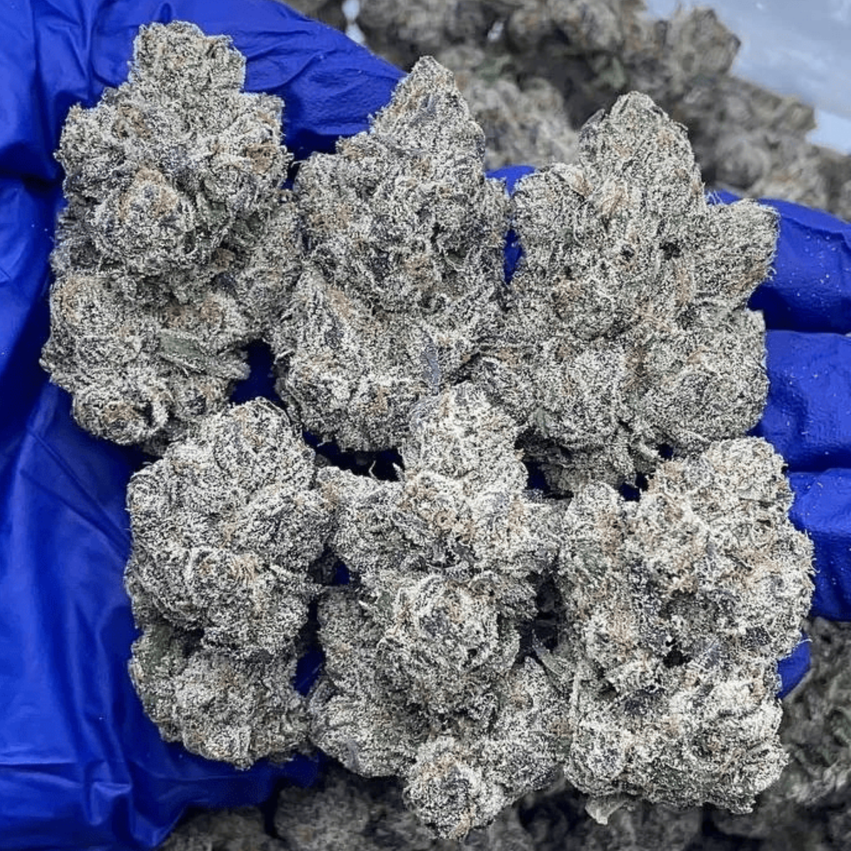 Blue Lobster marijuana strain - indica weed buds by Rare Harvest