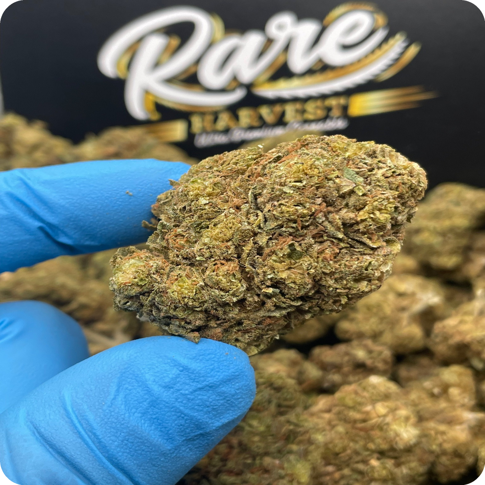 California Orange marijuana strain - hybrid weed buds by Rare Harvest