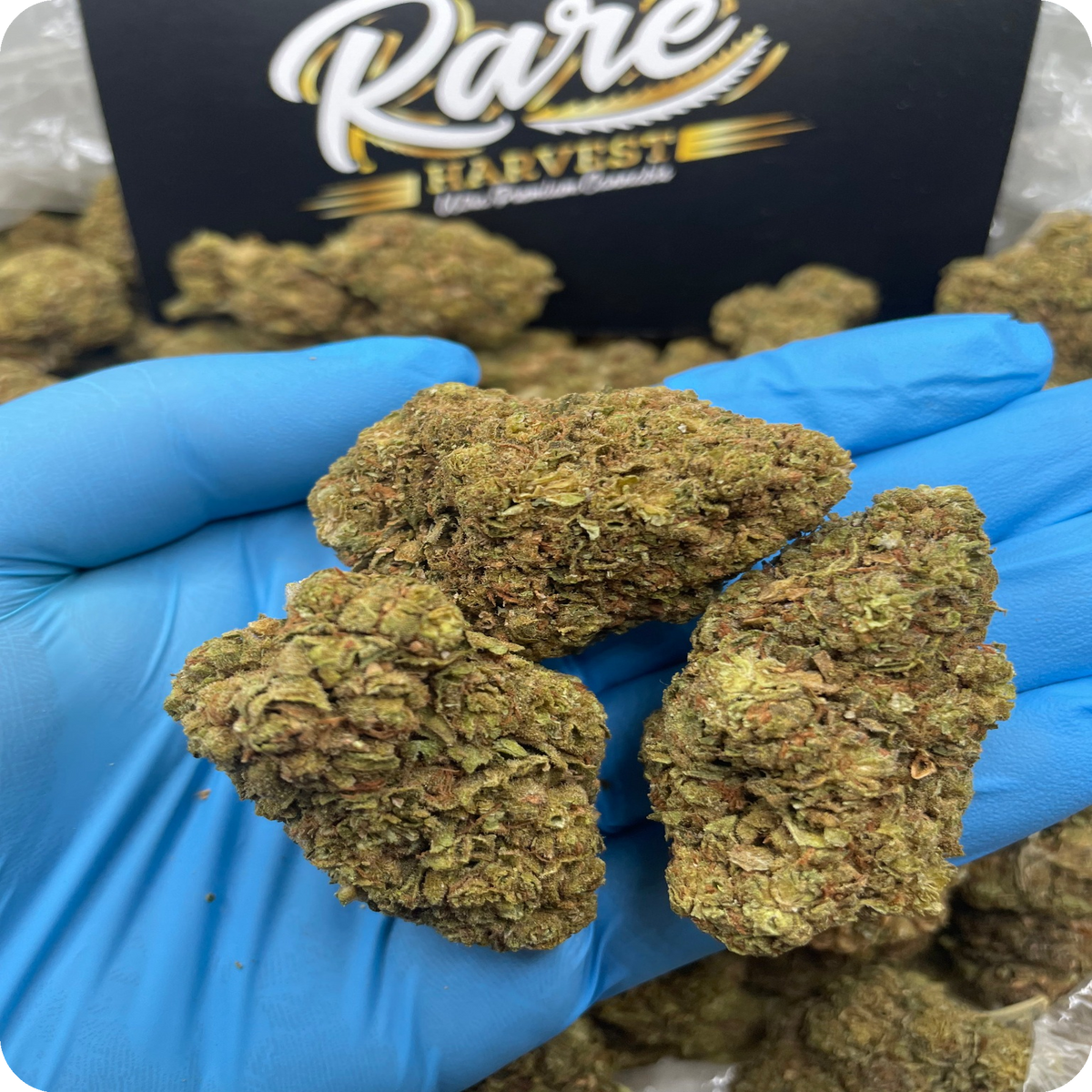 California Orange hybrid marijuana close-up showing dense trichome coverage