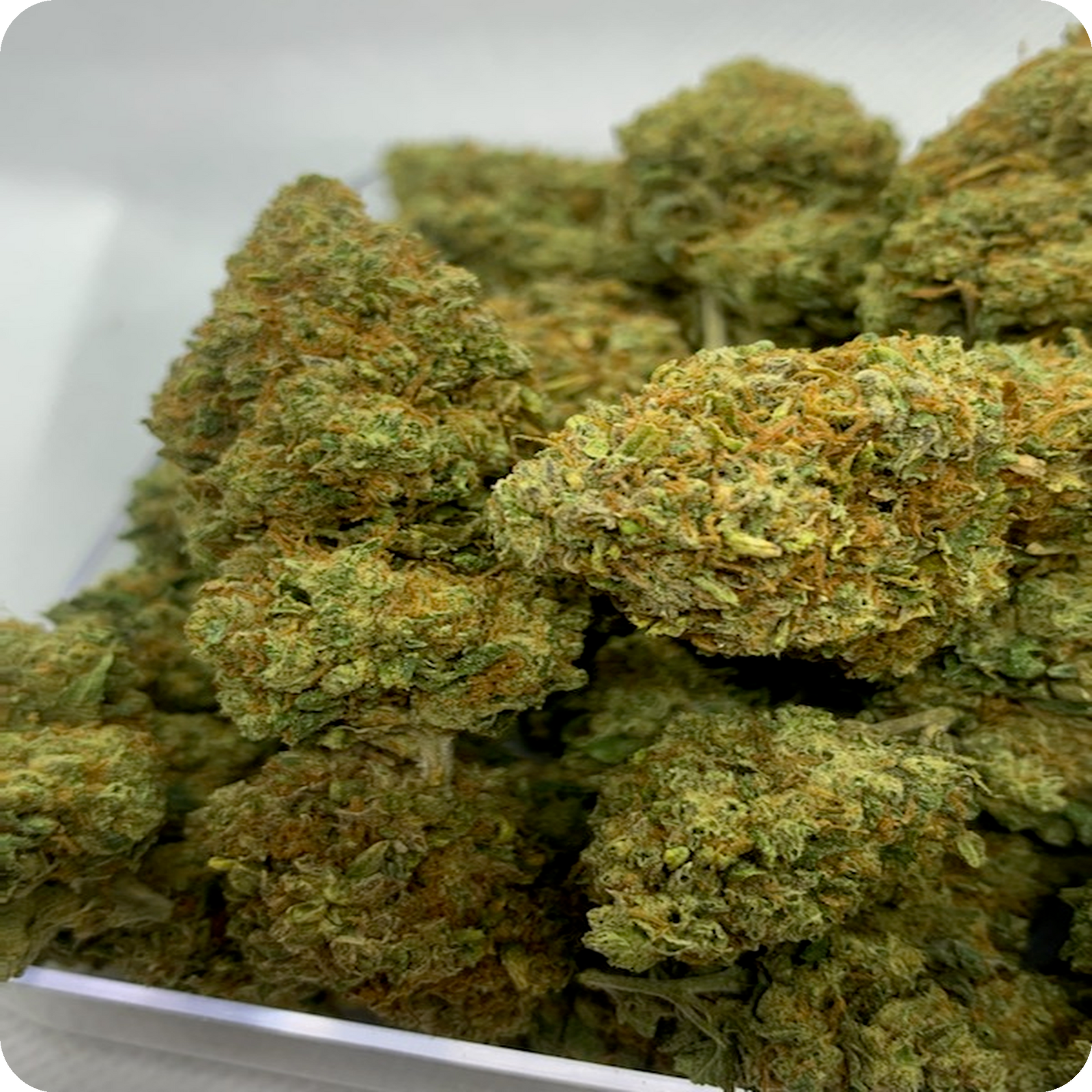 Hindu Kush marijuana strain - indica weed buds by Rare Harvest