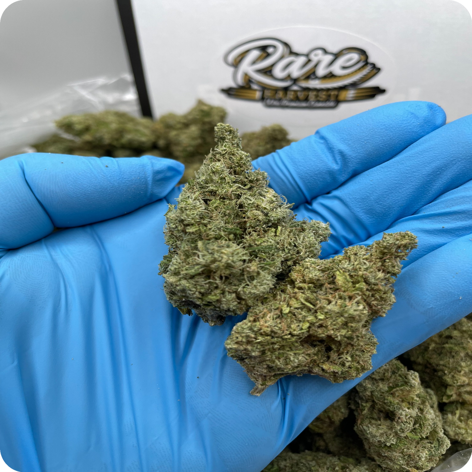 Jack Herer marijuana strain - sativa weed buds by Rare Harvest