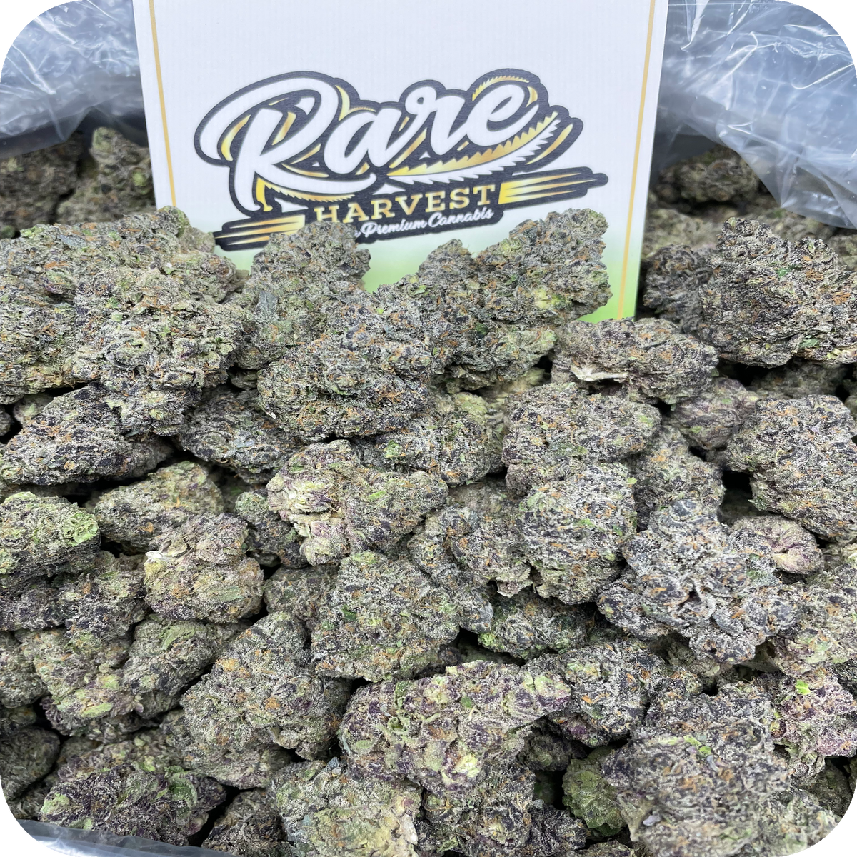 Jelly Runtz hybrid exotic marijuana close-up showing dense trichome coverage