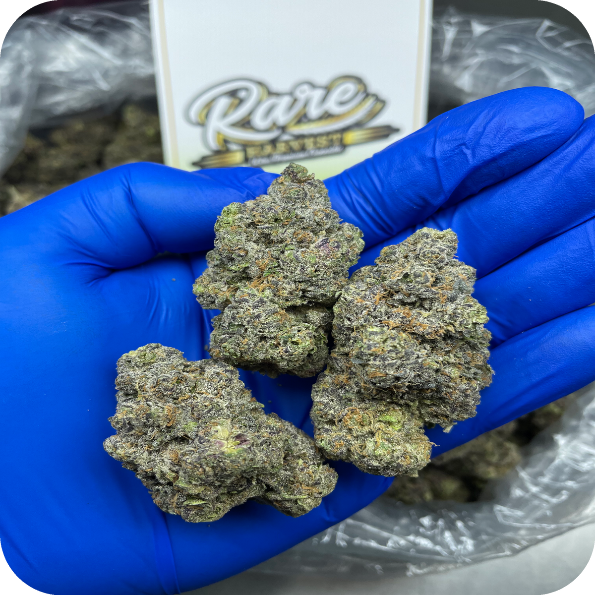 Jelly Runtz marijuana strain - hybrid exotic weed buds by Rare Harvest