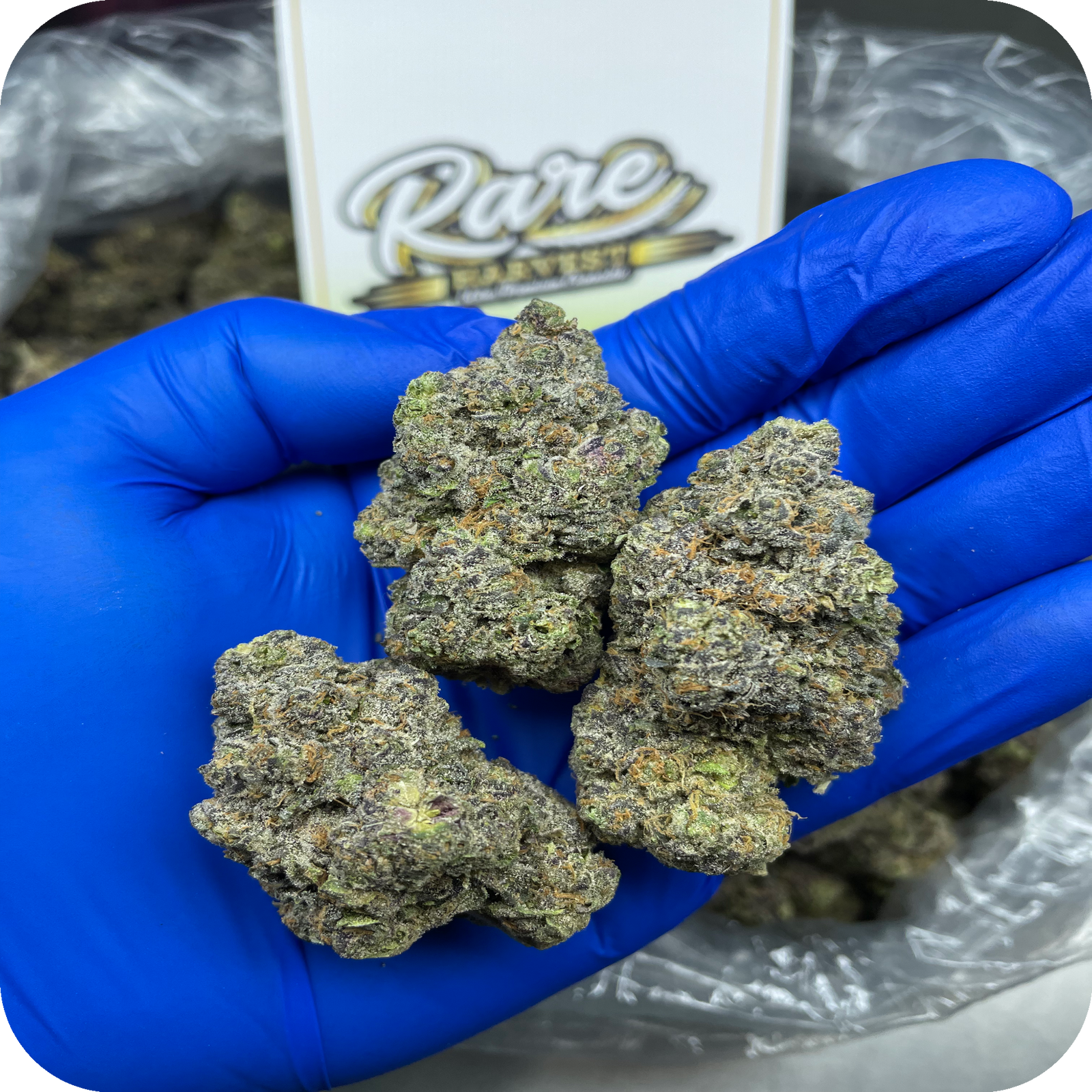 Jelly Runtz marijuana strain - hybrid exotic weed buds by Rare Harvest
