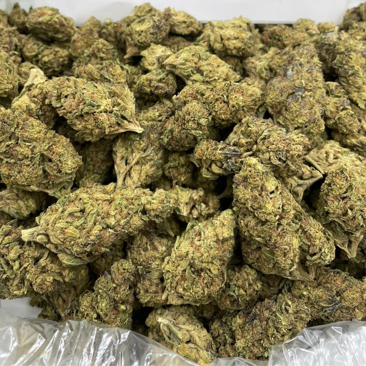 Laughing Buddha marijuana strain - sativa weed buds by Rare Harvest