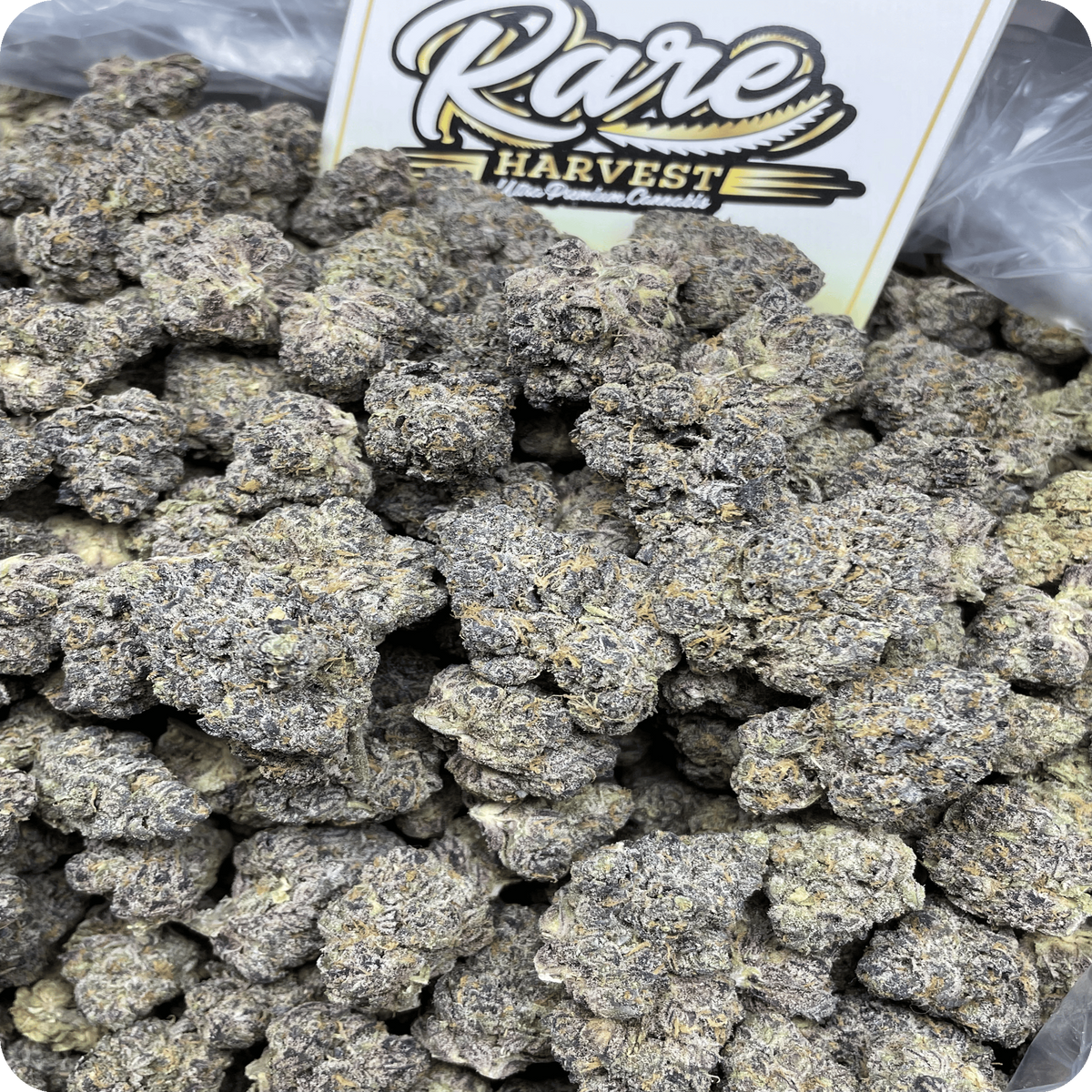 Mango Starburst Gelato indica ultra rare marijuana top view showing color and pistil detail