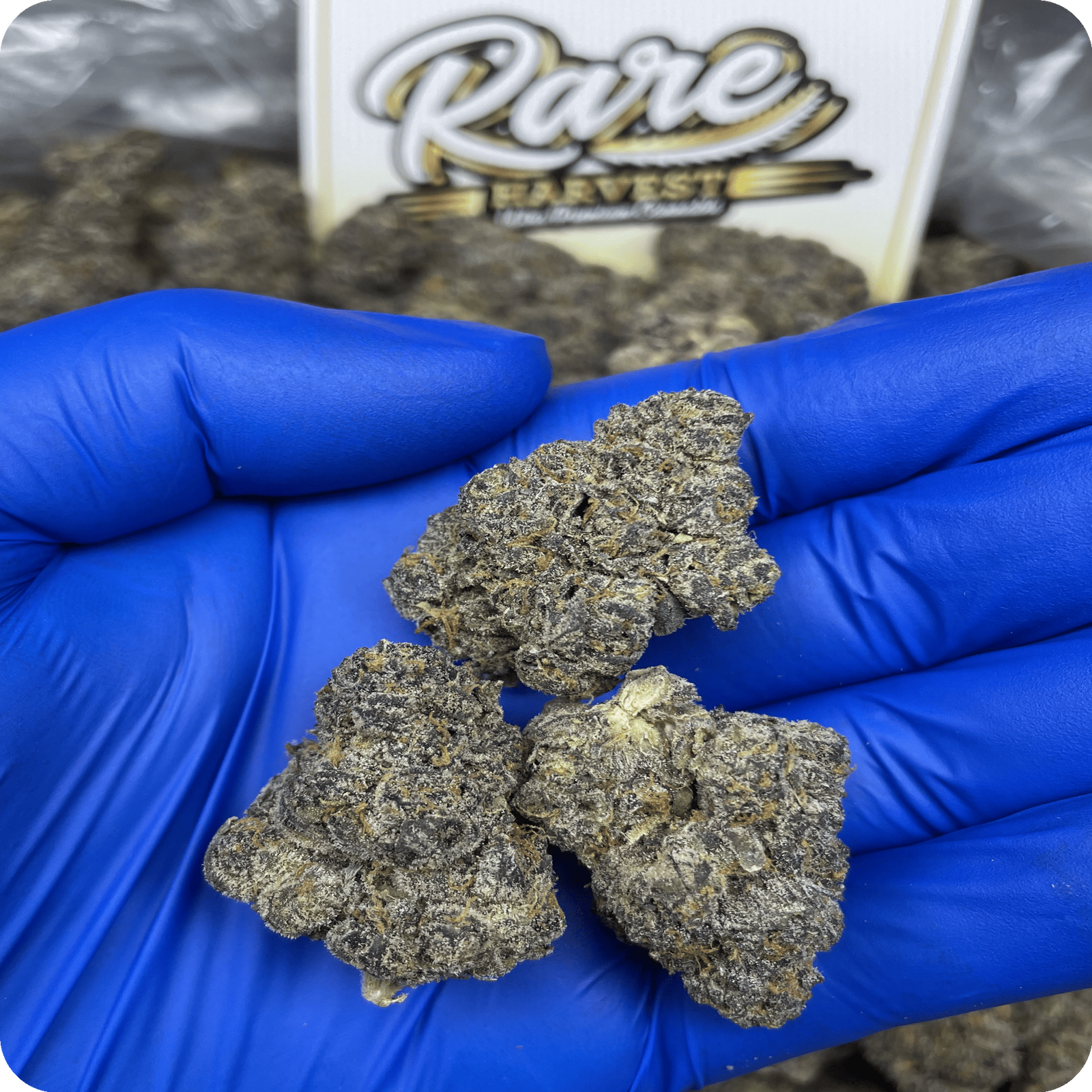 Mango Starburst Gelato marijuana strain - ultra rare hybrid weed buds by Rare Harvest