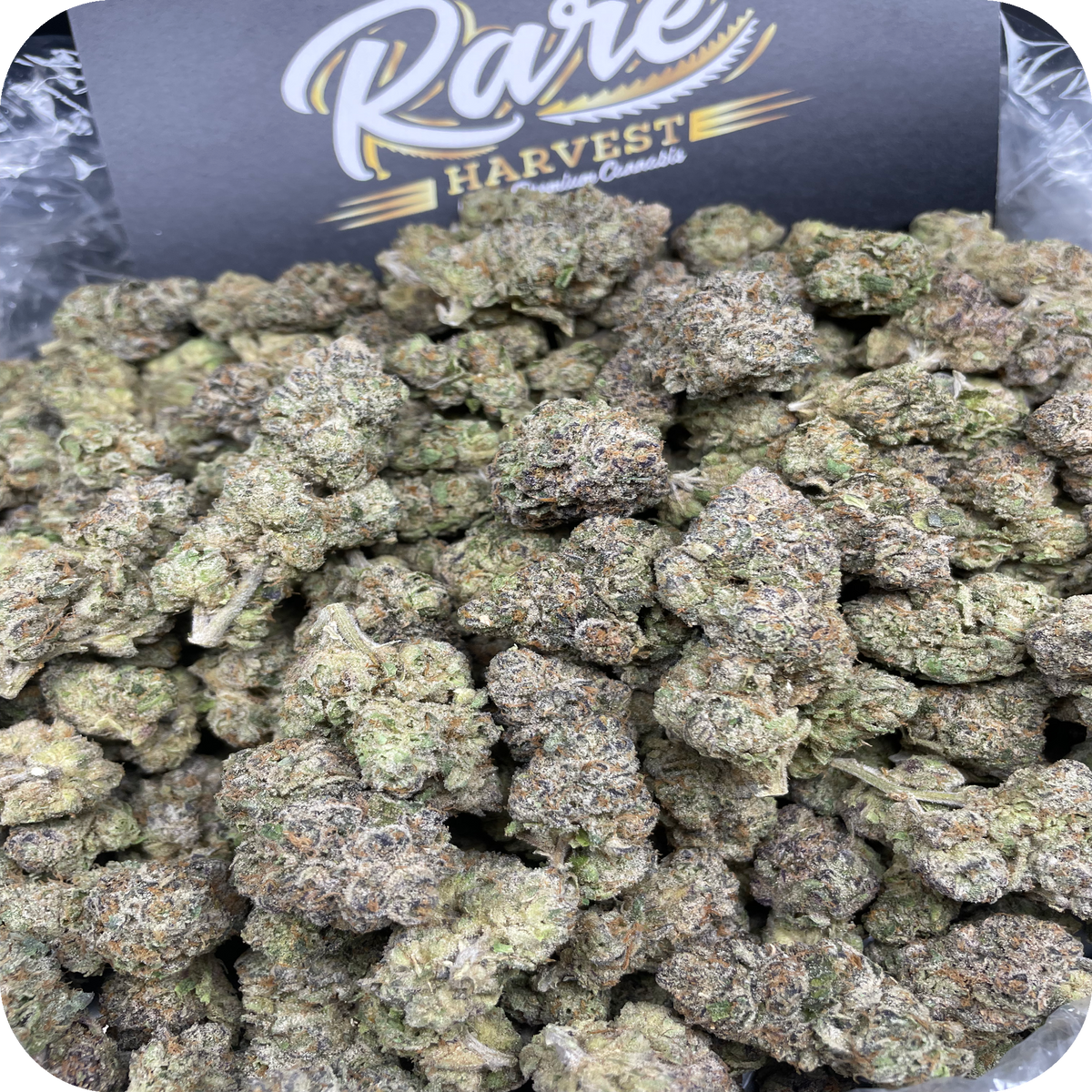Marshmallow Runtz hybrid ultra rare marijuana side angle showing nug size and density
