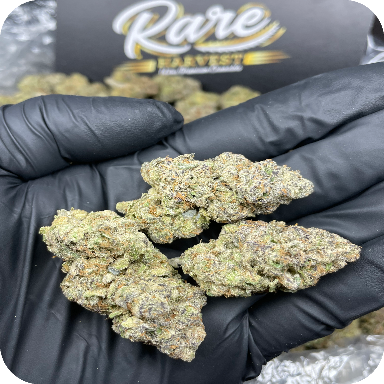 Marshmallow Runtz marijuana strain - hybrid ultra rare weed buds by Rare Harvest