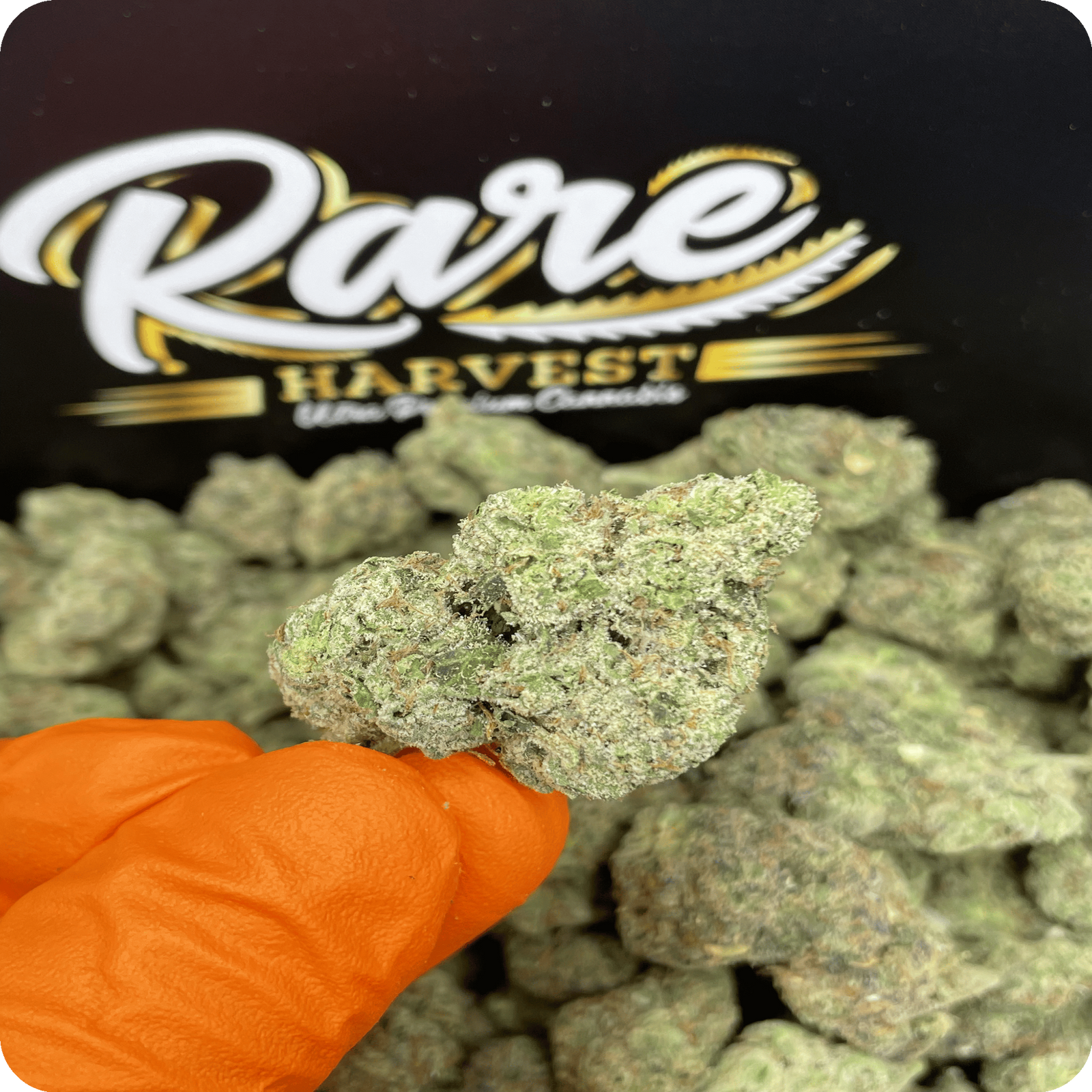 Martian Candy exotic marijuana strain - indica weed buds by Rare Harvest