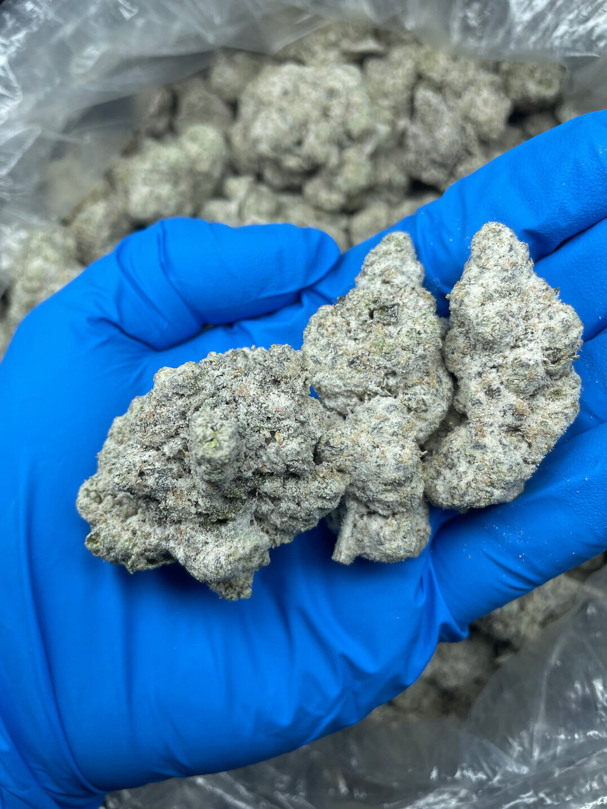 Snowballs THCA marijuana flower concentrate close-up showing texture and consistency