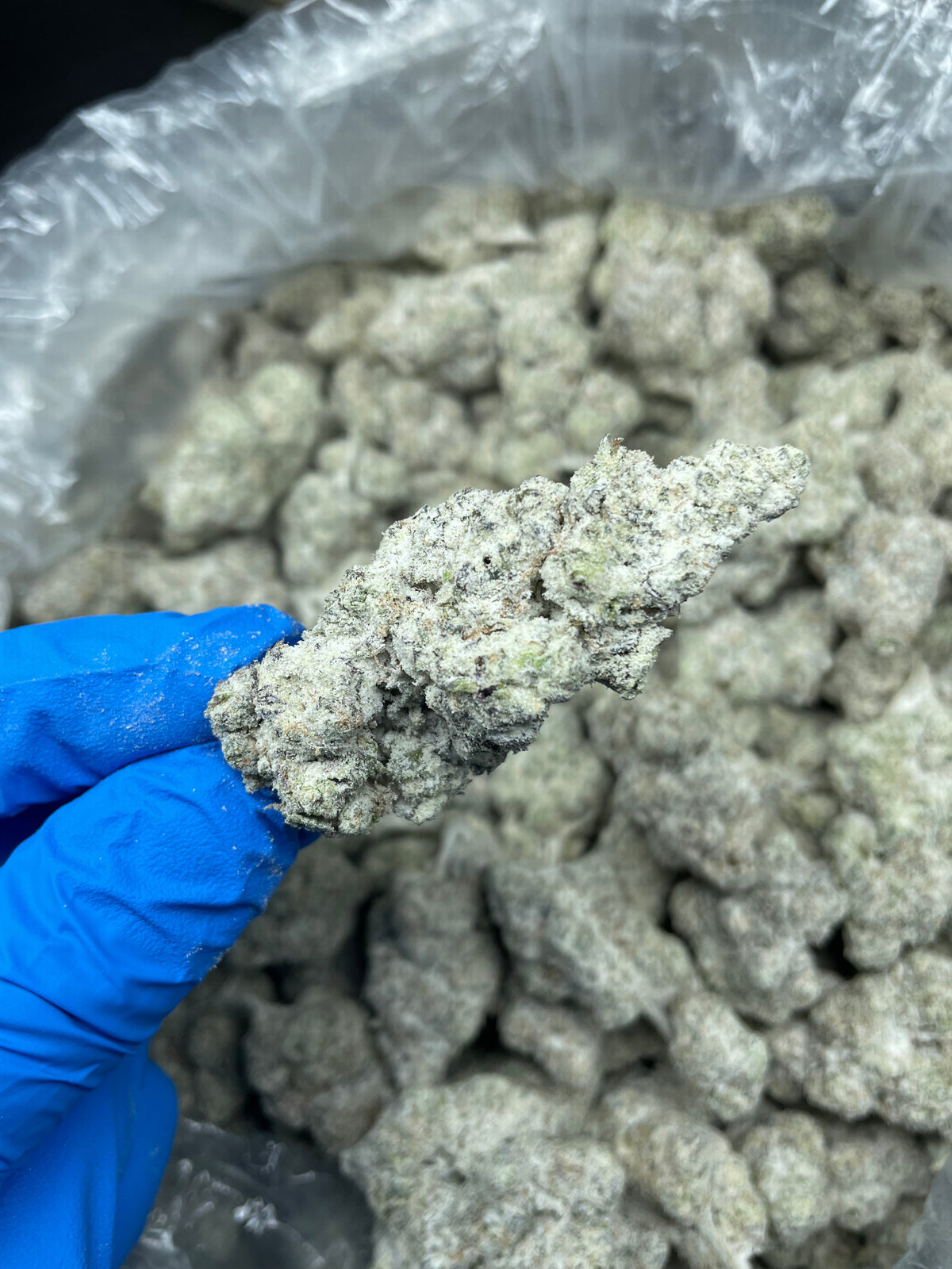 Snowballs THCA marijuana flower concentrate zoomed view of concentrate quality